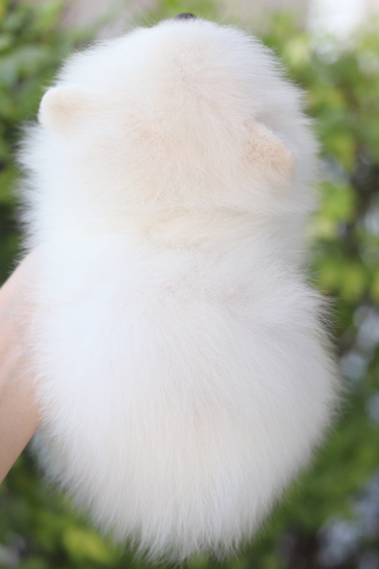 ปอมเมอเรเนียน เพศเมียสีขาวครีม