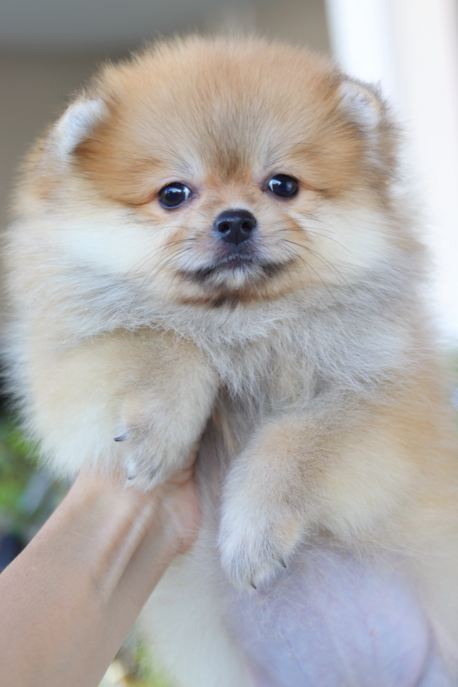 ปอมเมอเรเนียน เพศเมียสีส้ม