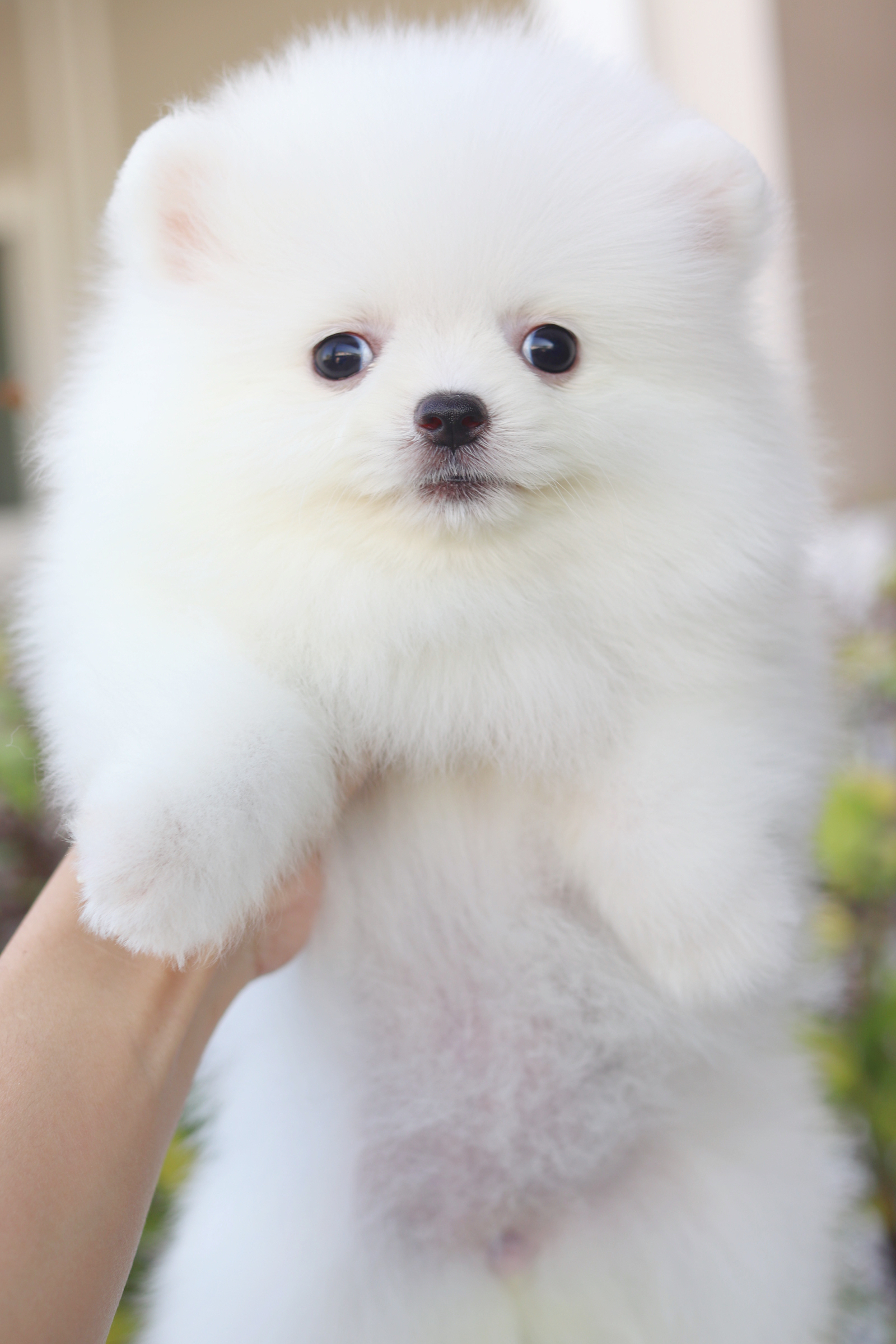 ปอมเมอเรเนียน เพศเมียสีขาวครีม