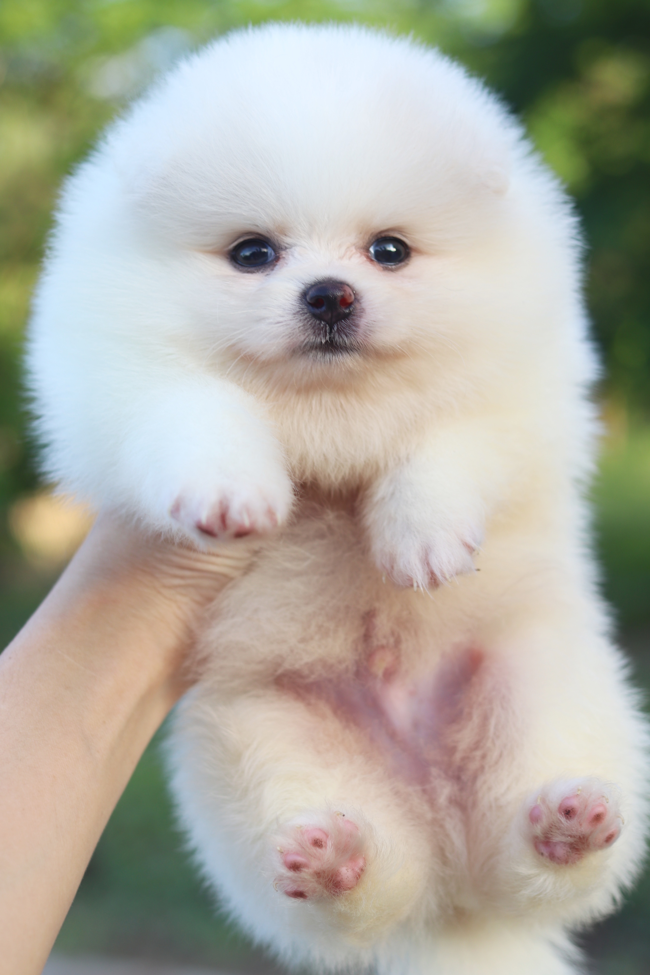 ปอมเมอเรเนียน เพศผู้ สีขาวครีม