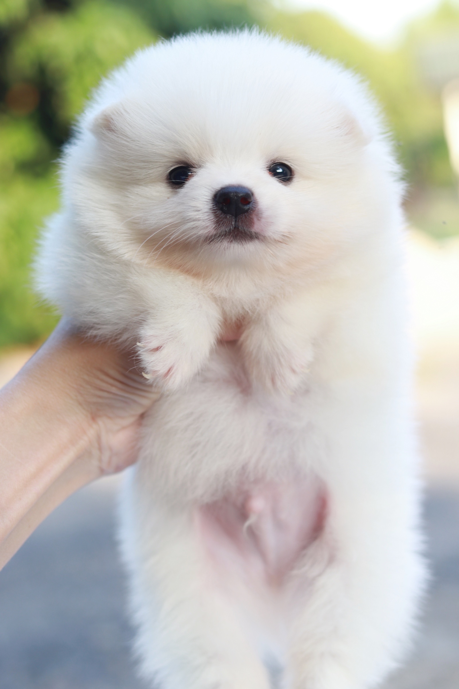 ปอมเมอเรเนียน เพศผู้ สีขาวครีมหน้าฟ็อก