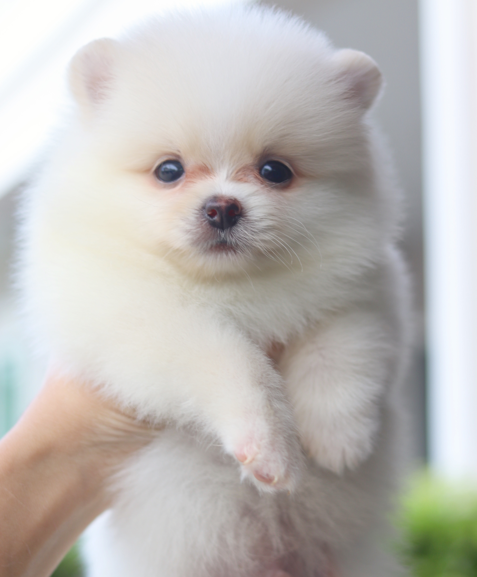 ปอมเมอเรเนียน เพศผู้สีขาวครีม