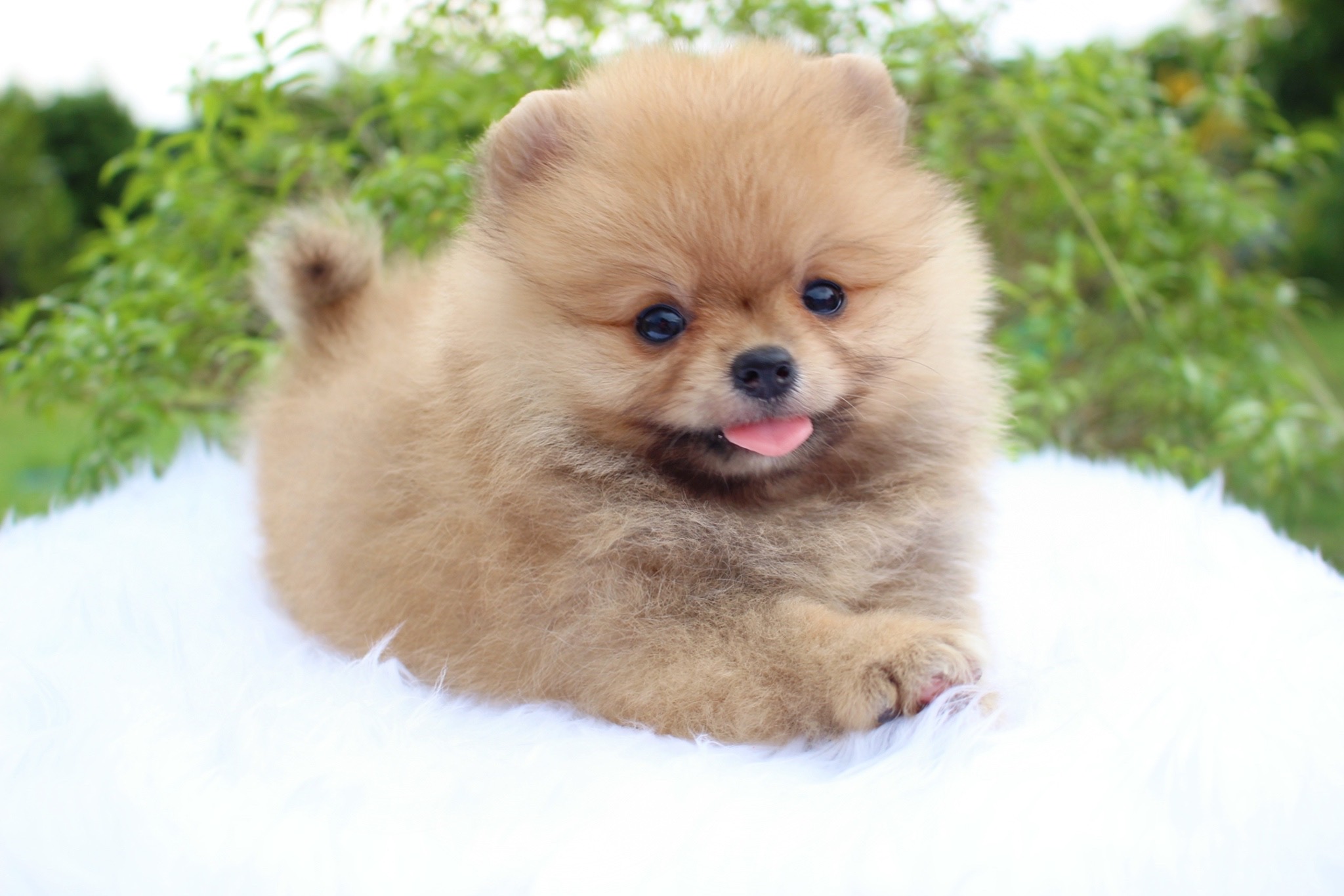 ปอมเมอเรเนียน เพศเมียสีส้ม