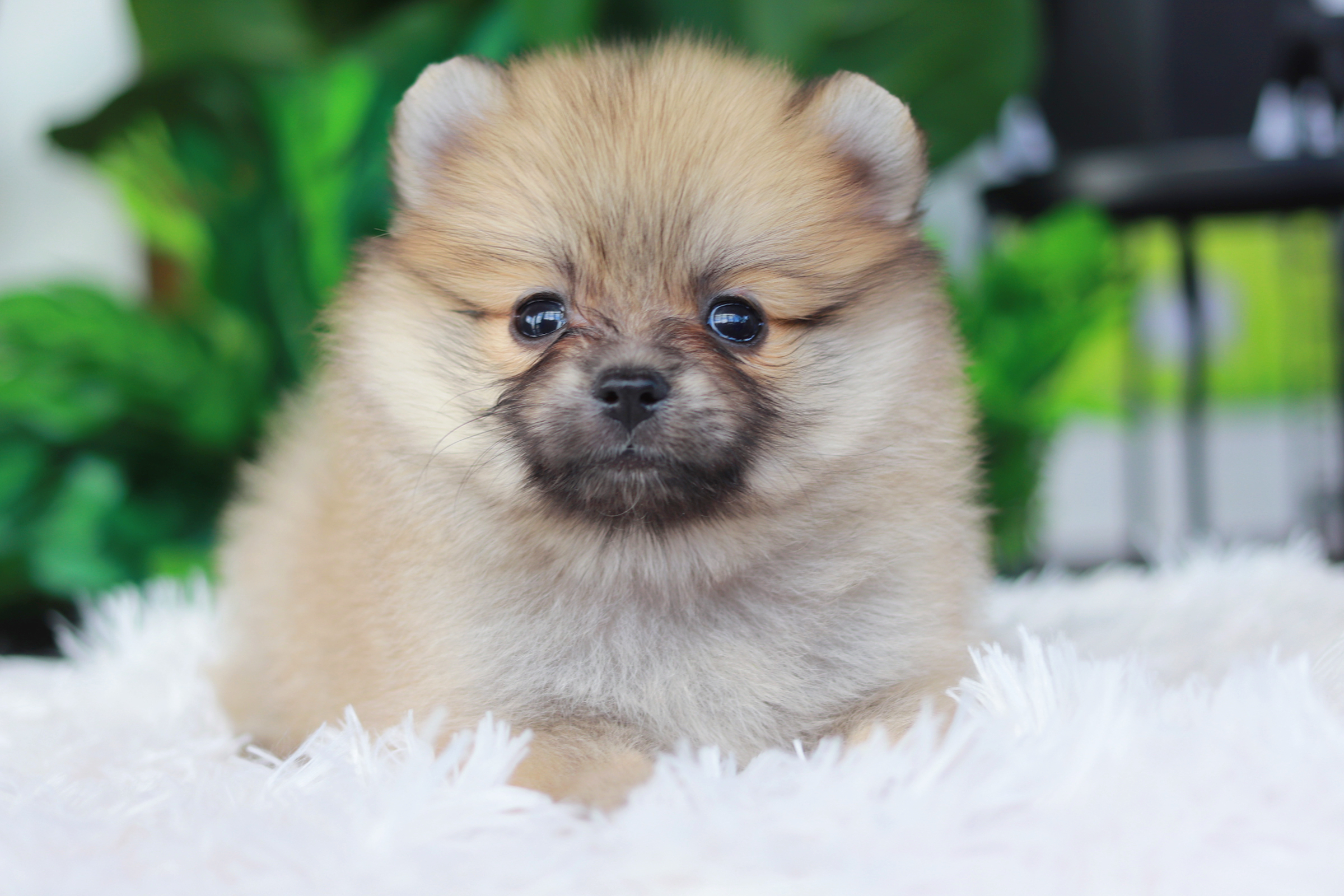 ปอมเมอเรเนียน เพศเมียสีส้ม