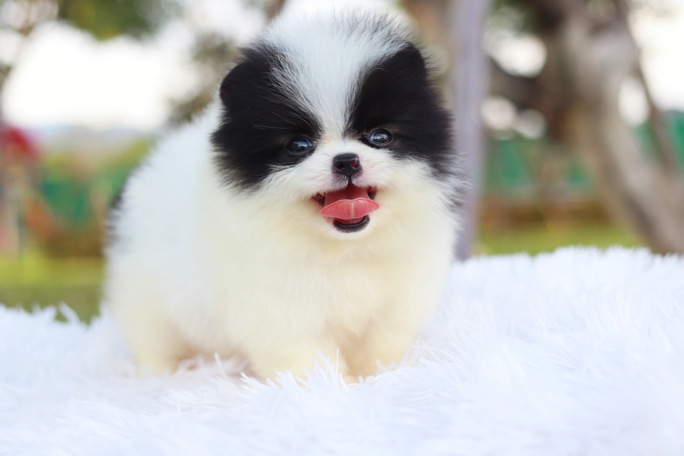 ปอมเมอเรเนียน เพศผู้ สีแพนด้า น่ารักหน้าแมวมาก