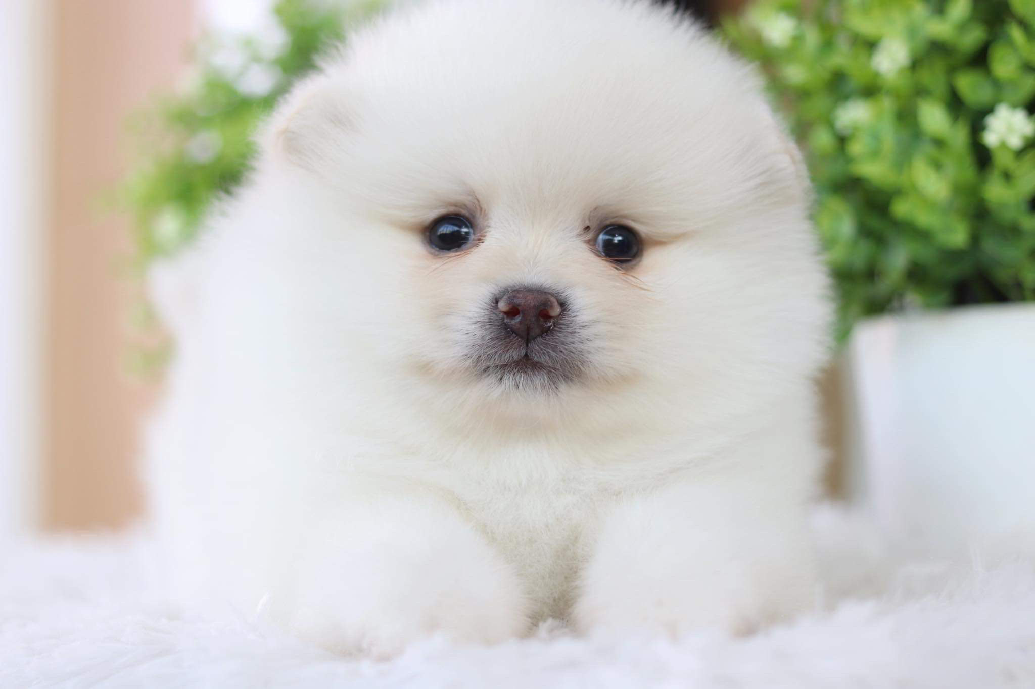 ปอมเมอเรเนียน เพศผู้