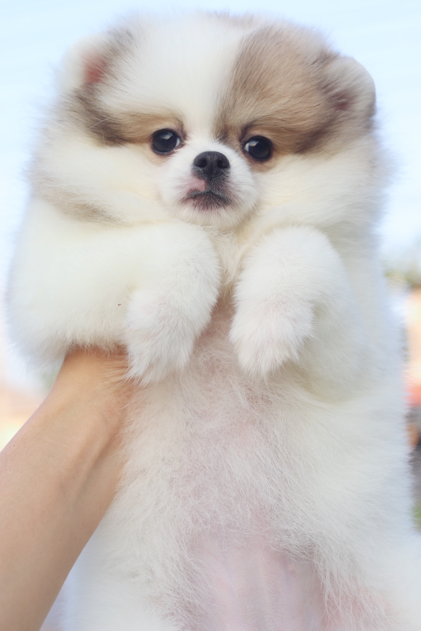 ปอมเมอเรเนียน เพศเมียสีแฟนซี