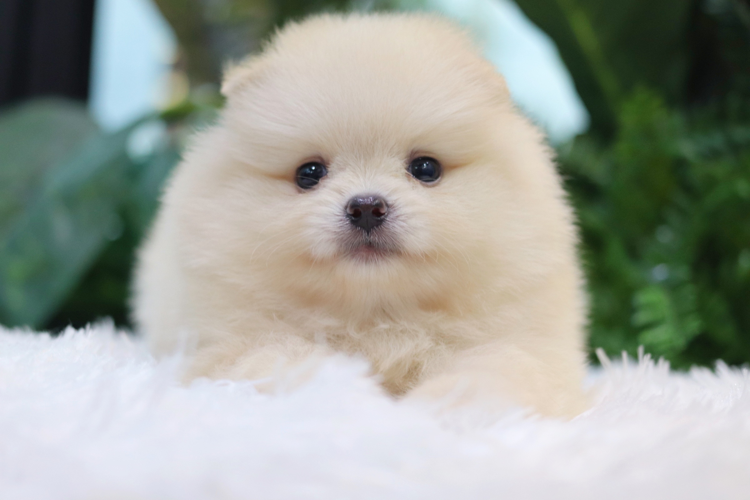 ปอมเมอเรเนียน เพศผู้สีครีม