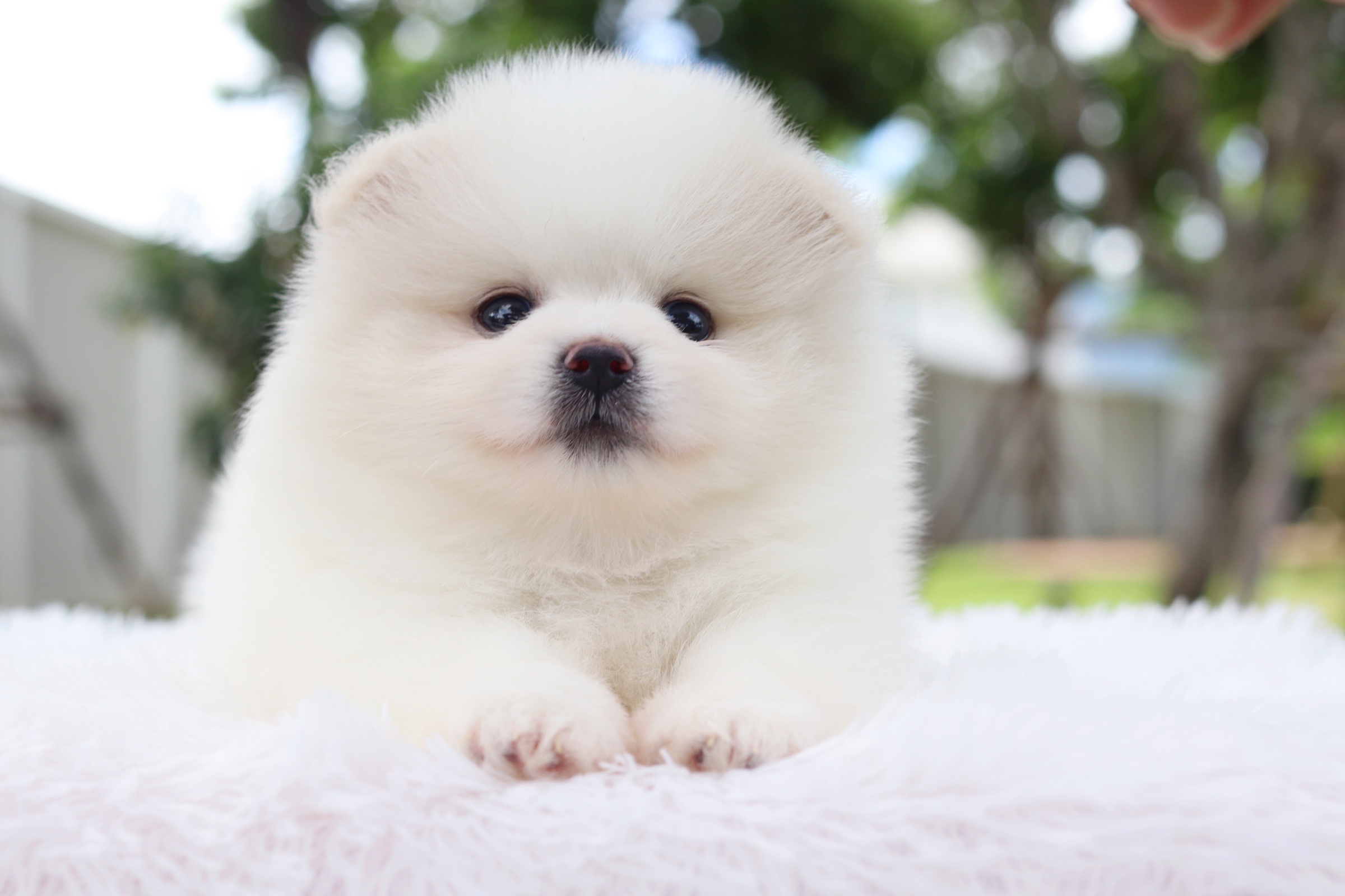 ปอมเมอเรเนียน เพศผู้ขาวครีม