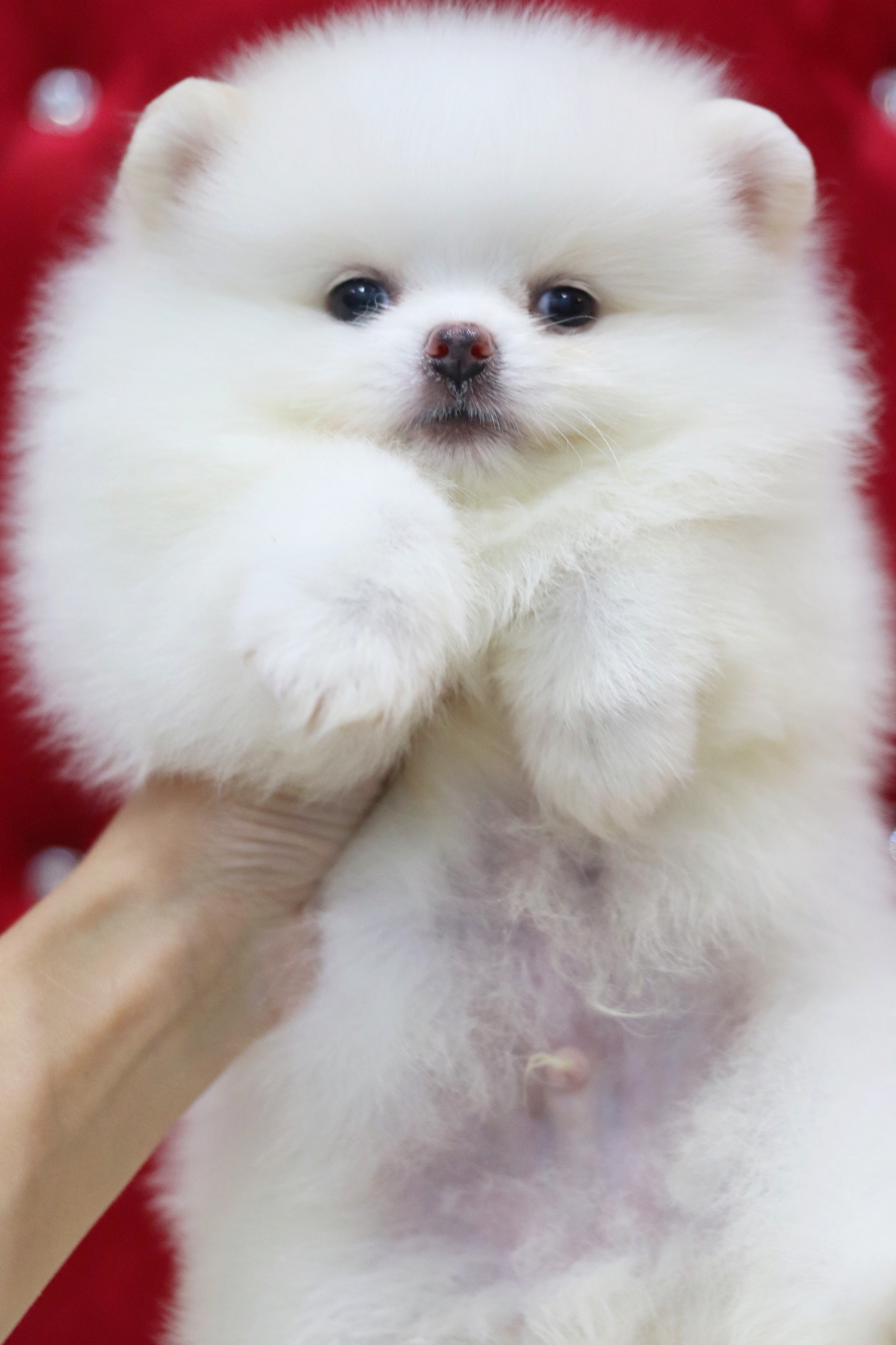 ปอมเมอเรเนียน เพศผู้ สีขาวครีม