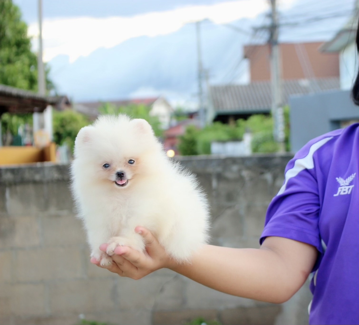 ปอมเมอเรเนียน เพศเมียสีขาวครีม ไซด์ทีคัพ