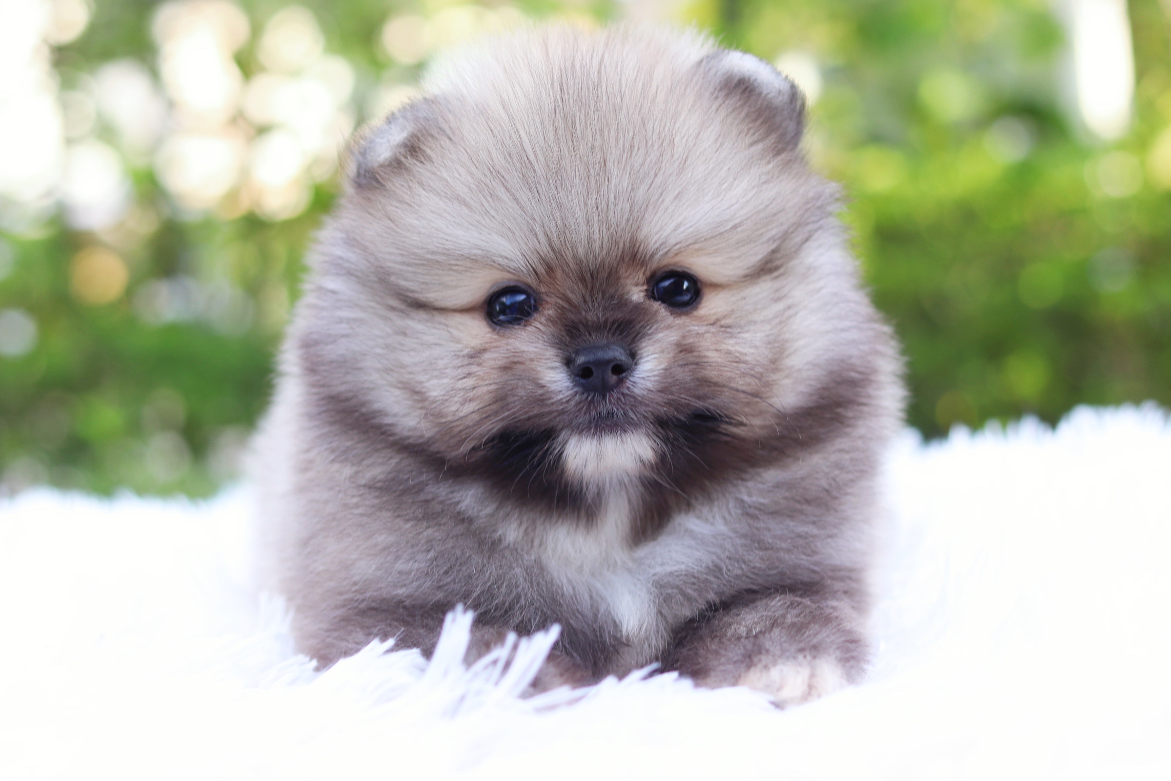 ปอมเมอเรเนียน เพศผู้ สีส้ม