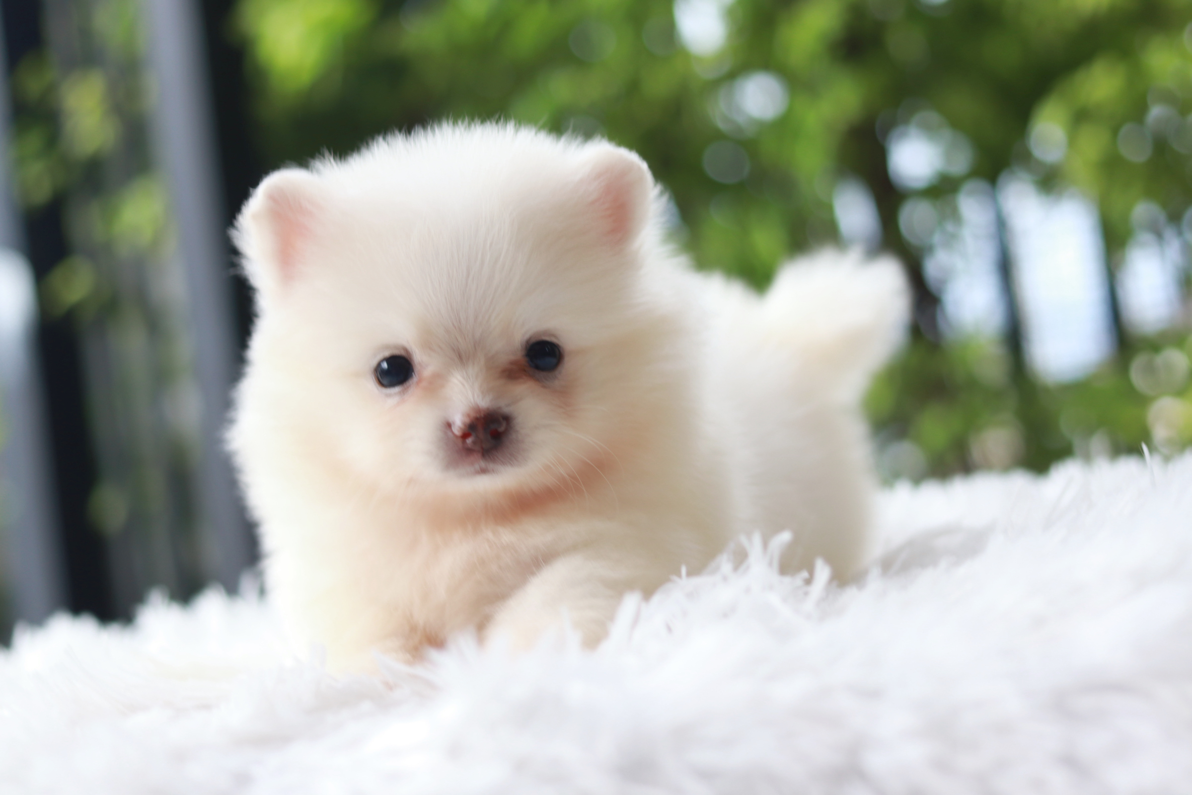 ปอมเมอเรเนียน เพศเมีย ขาวครีม หน้าฟ็อก