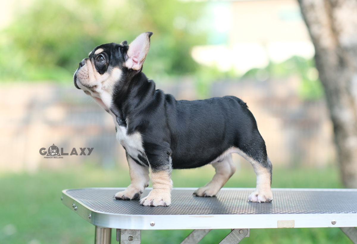 เพศผู้ สีBLACK TAN สีพิเศษ โครงสร้างสวย ตัวหนา กระดูกใหญ่ หน้าย่นๆ พื้นสีดำที่ตัวเป็นสีดำเงาสง่างามมากๆ ใครได้ไปเลี้ยงเสริมบารมี จะโชคดี ดีมีชัย และเป็นสง่าราศีกับคนจูงอย่างแน่นอน, ได้รับการฉีดวัคซีนรวมป้องกัน5โรค ,สุนัขร่างกายสมบูรณ์แข็งแรง สุขภาพจิตดีทุ