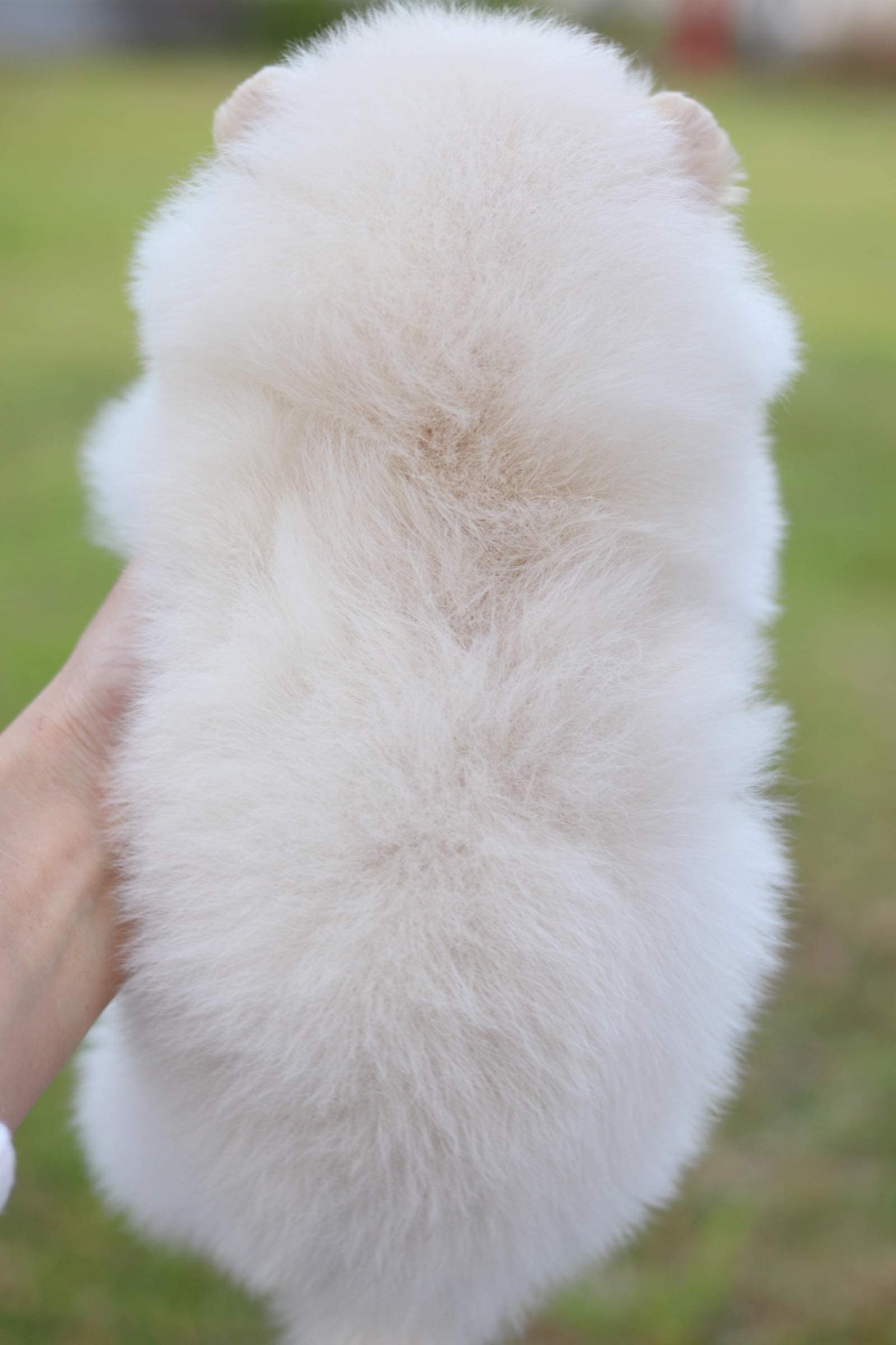 ปอมเมอเรเนียน เพศผู้