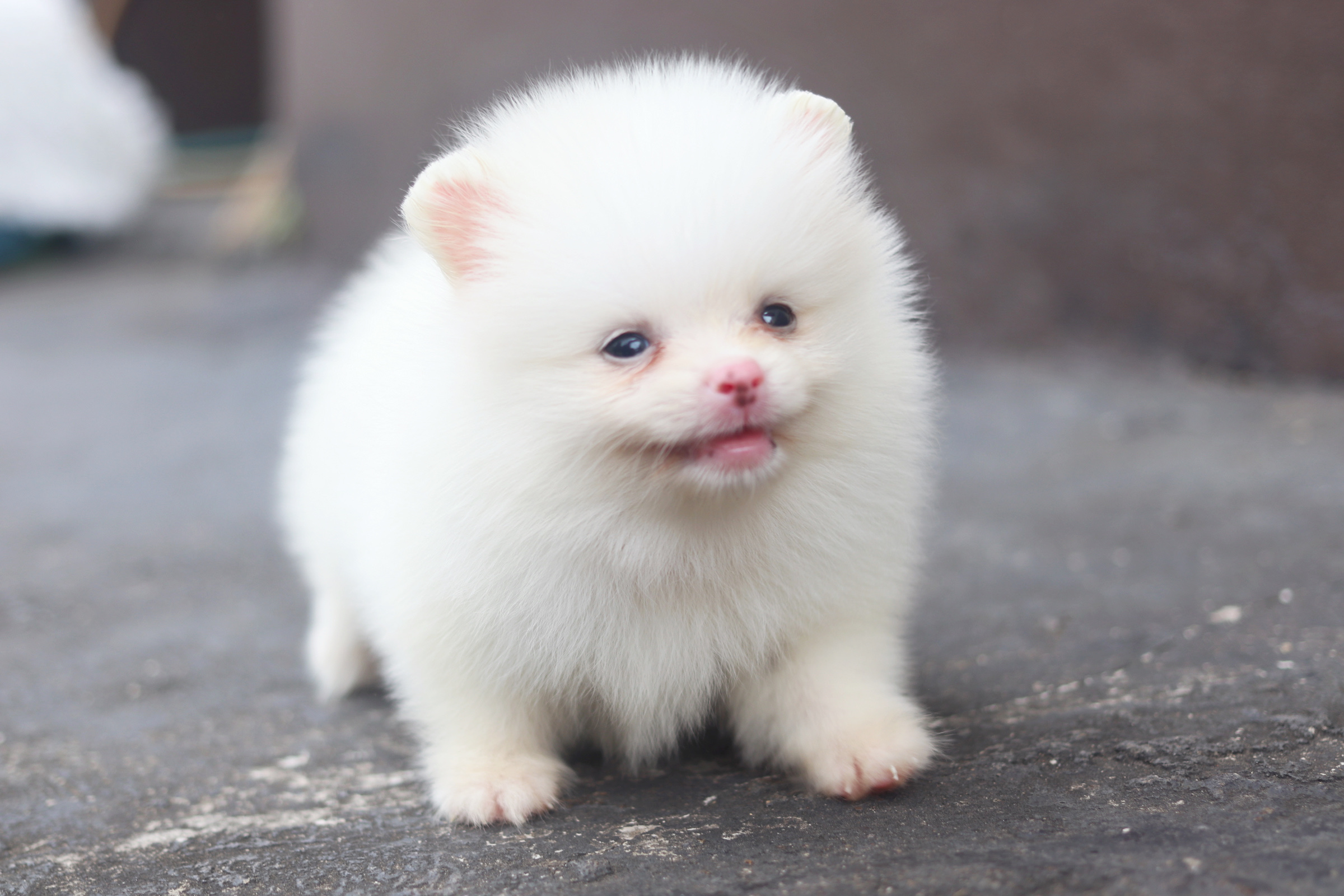 ปอมเมอเรเนียน เพศผู้ สีขาวครีม