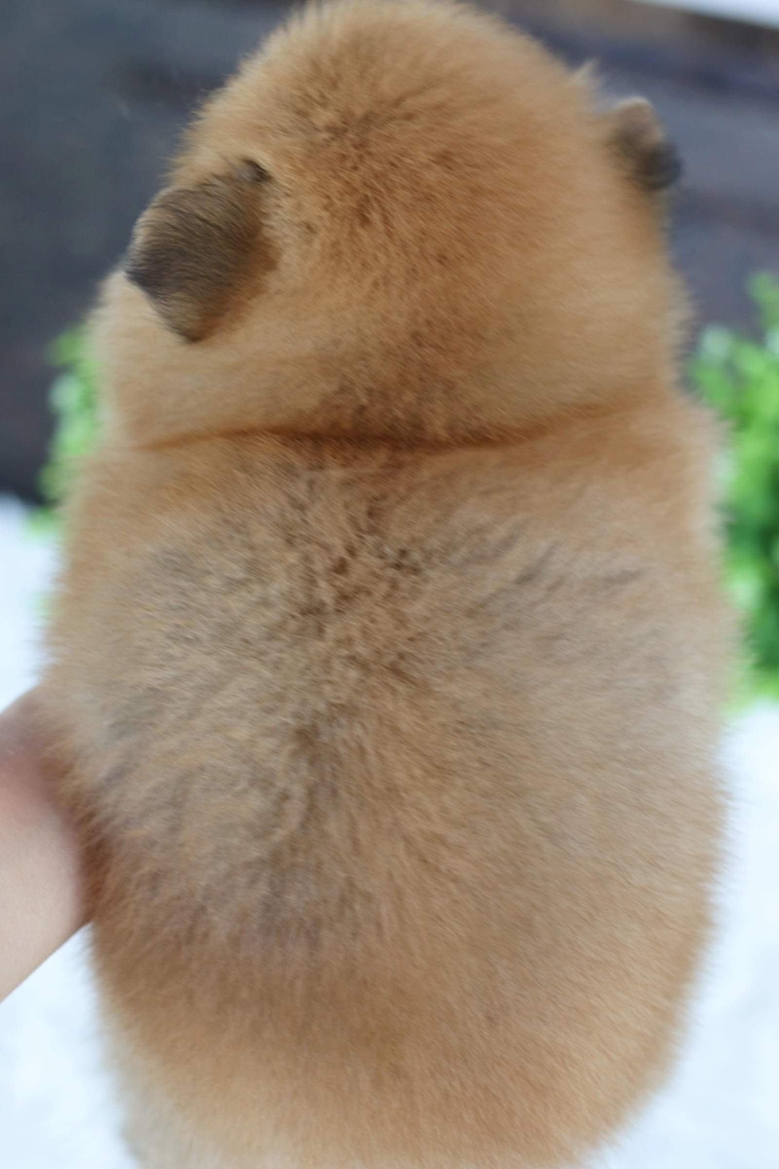 ปอมเมอเรเนียน เพศผู้