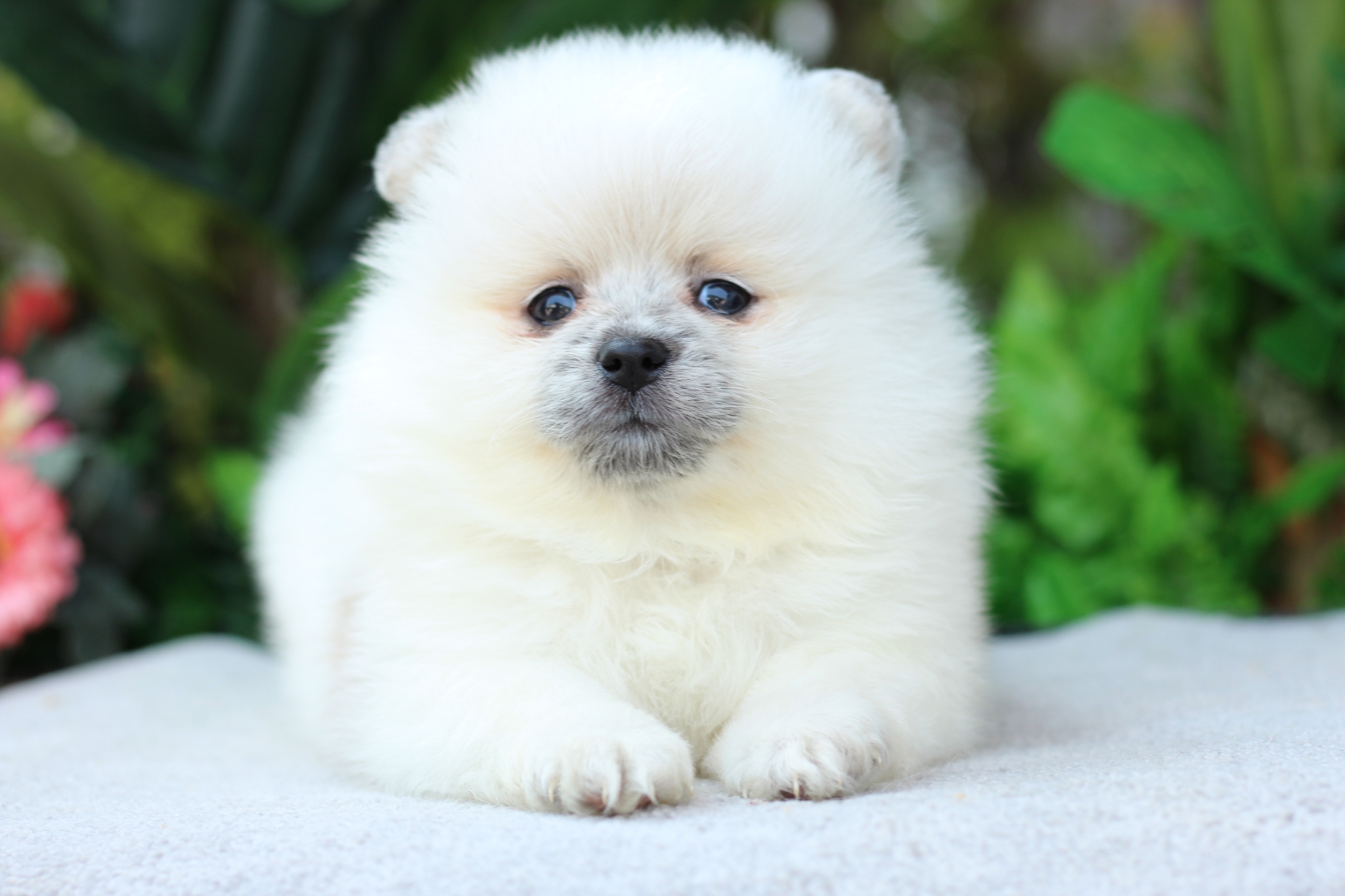 ปอมเมอเรเนียน เพศผู้ สีแฟนซี