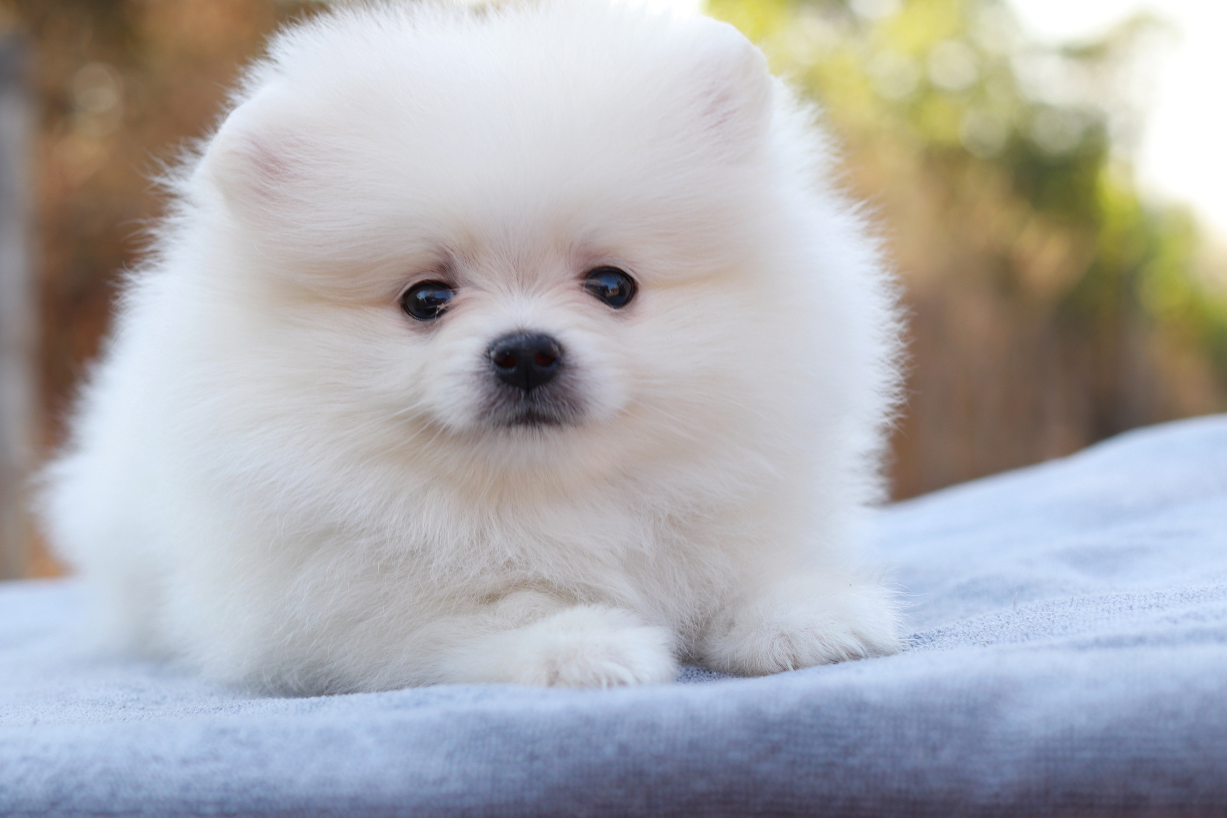 ปอมเมอเรเนียน เพศเมียขาว