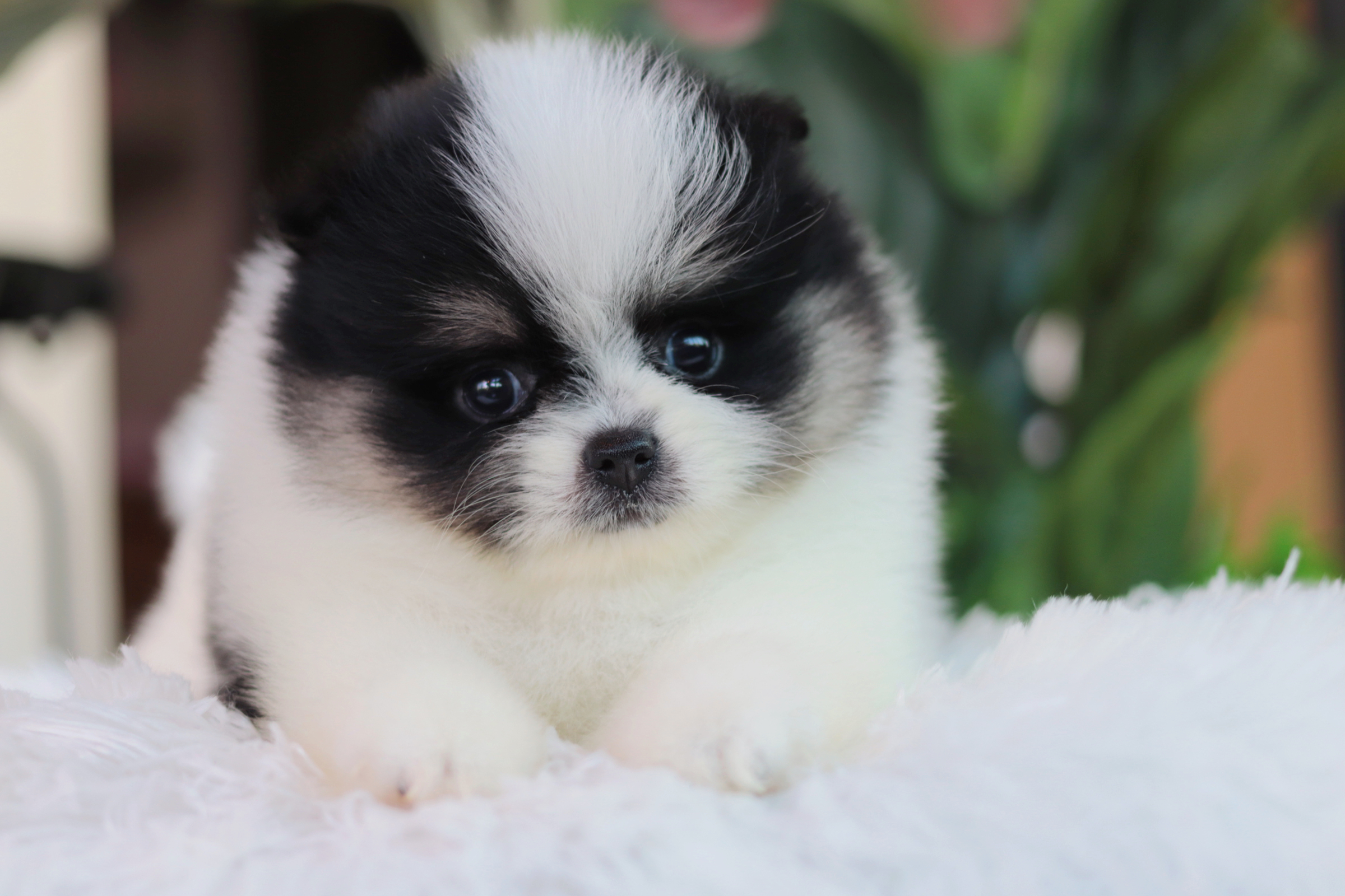 ปอมเมอเรเนียน เพศผู้ สีแฟนซี