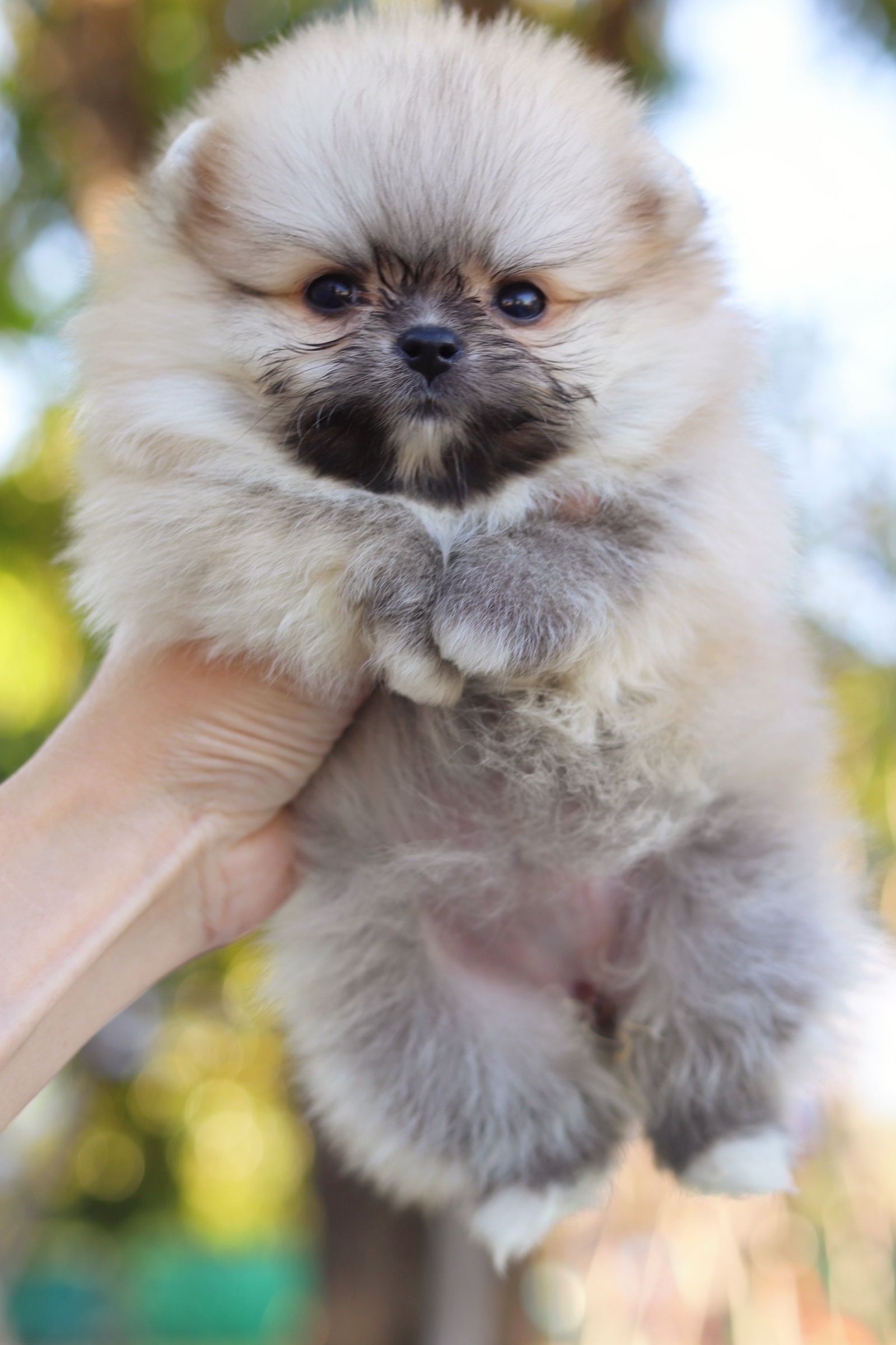 ปอมเมอเรเนียน เพศเมีย สีส้ม ไซส์เล็ก