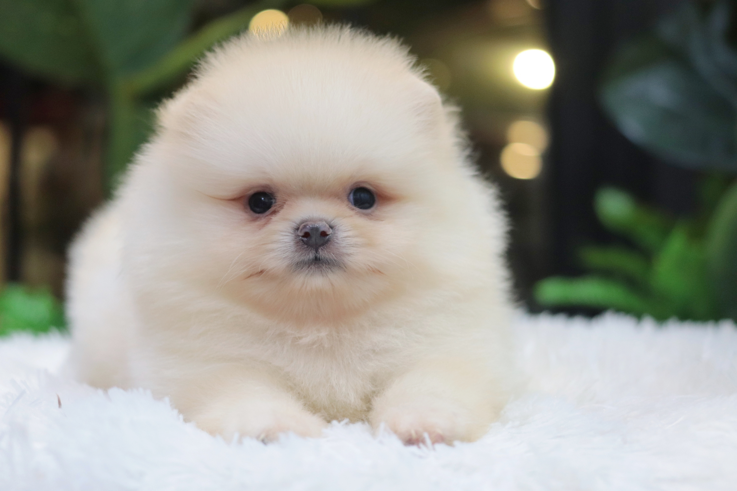 ปอมเมอเรเนียน เพศผู้สีขาวครีม