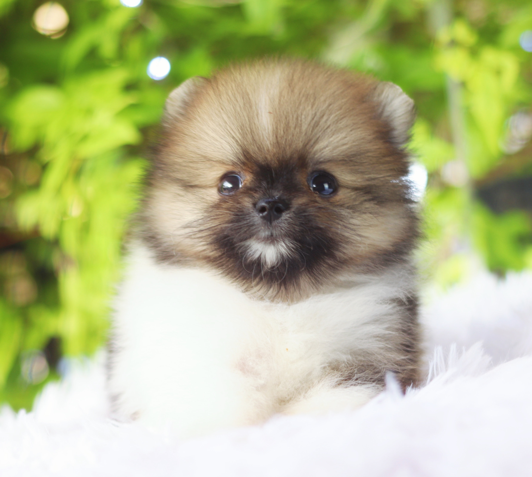 ปอมเมอเรเนียน เพศเมียสีแฟนซี