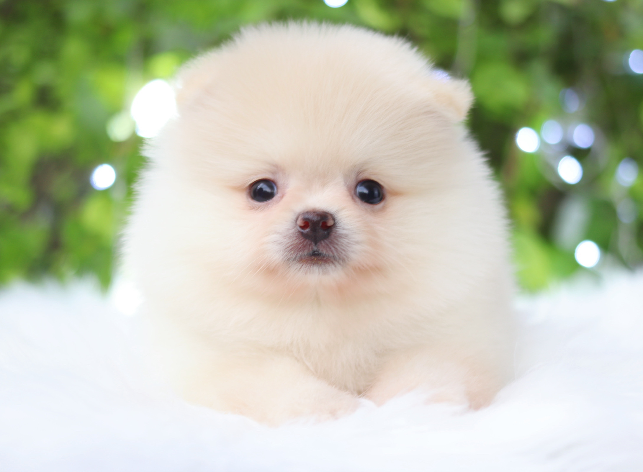 ปอมเมอเรเนียน เพศเมียสีขาวครีม