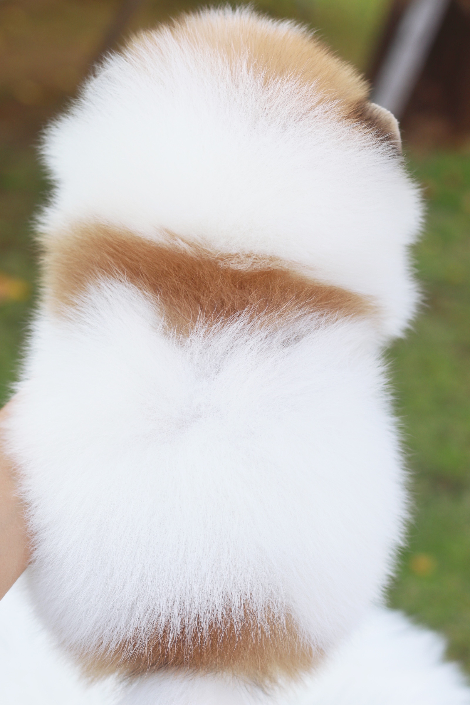 ปอมเมอเรเนียน เพศผู้สีแฟนซี