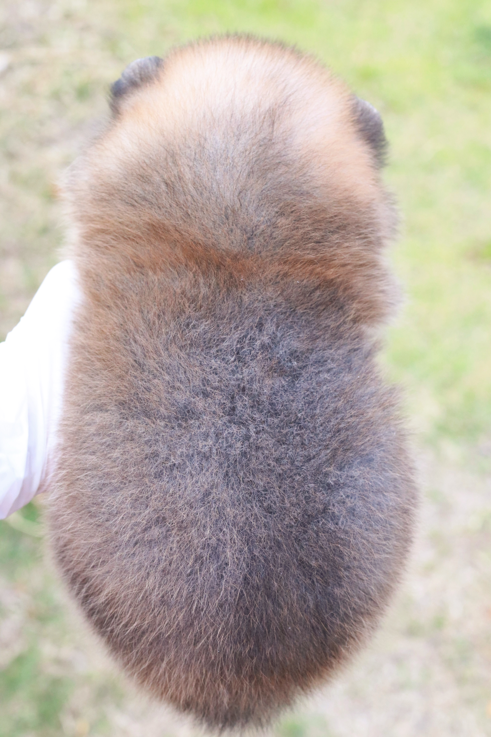 ปอมเมอเรเนียน เพศผู้ สีส้ม น่ารัก