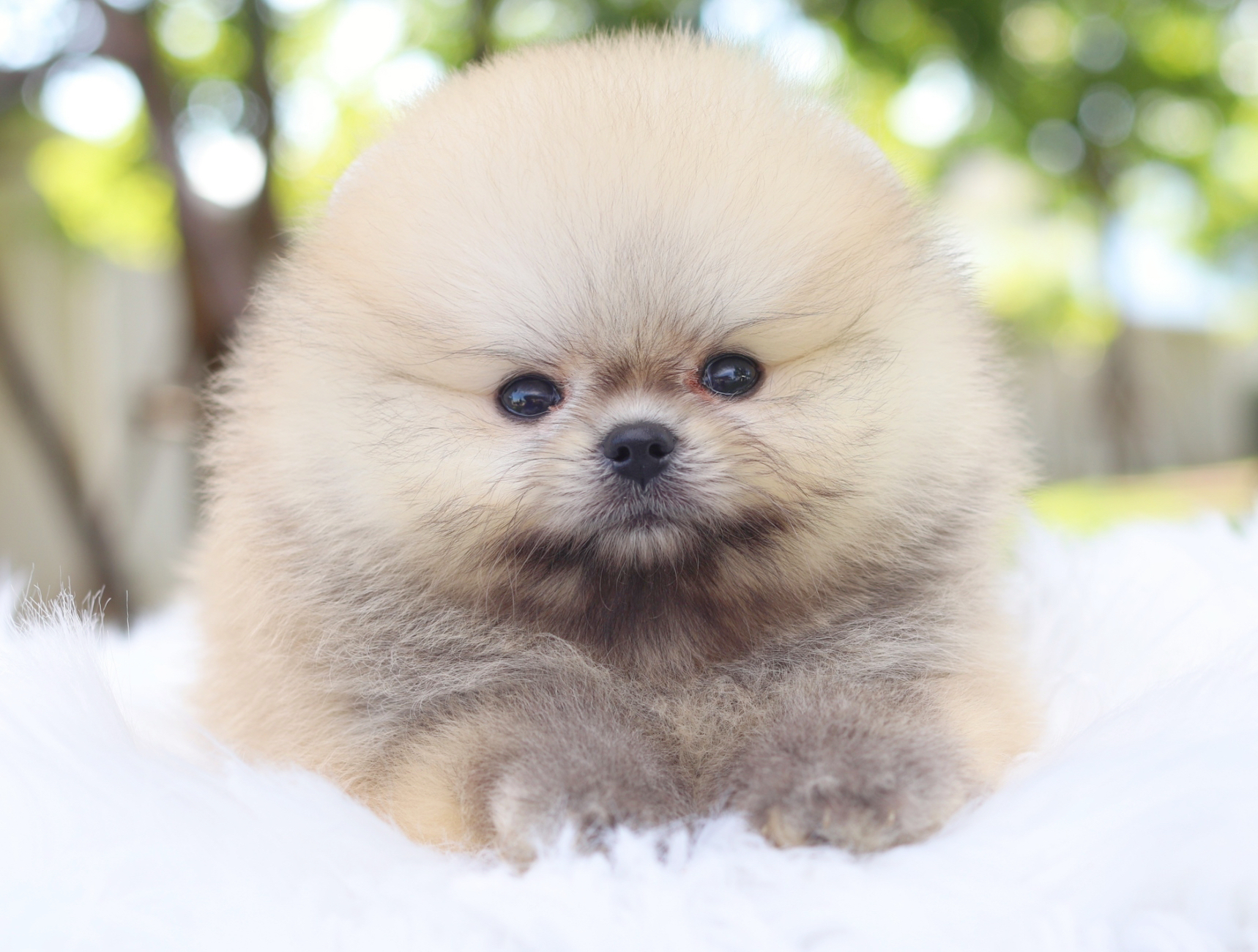 ปอมเมอเรเนียน เพศผู้สีส้มเกรดโชว์