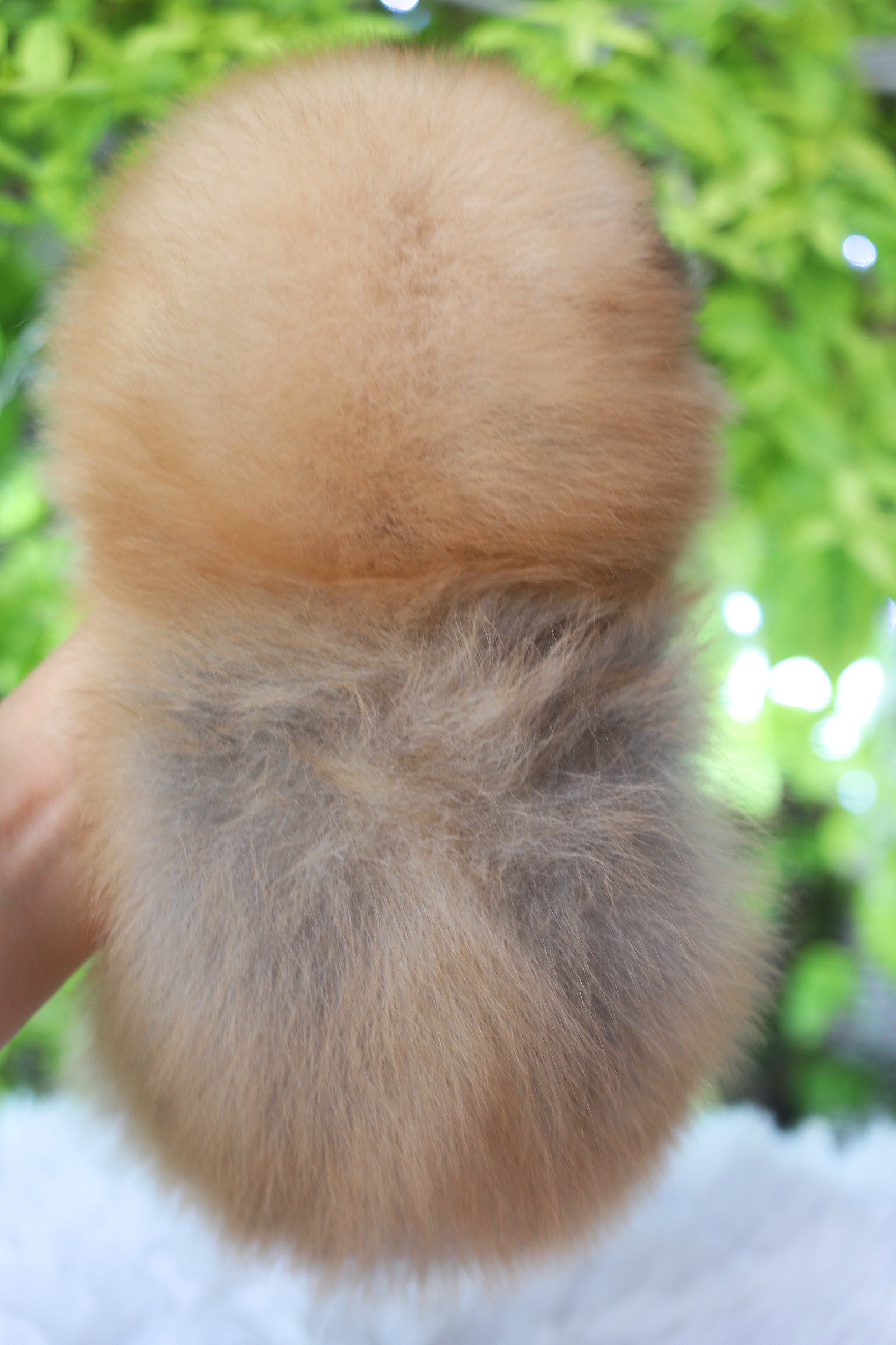 ปอมเมอเรเนียน เพศผู้ สีส้ม เกรดโชว์