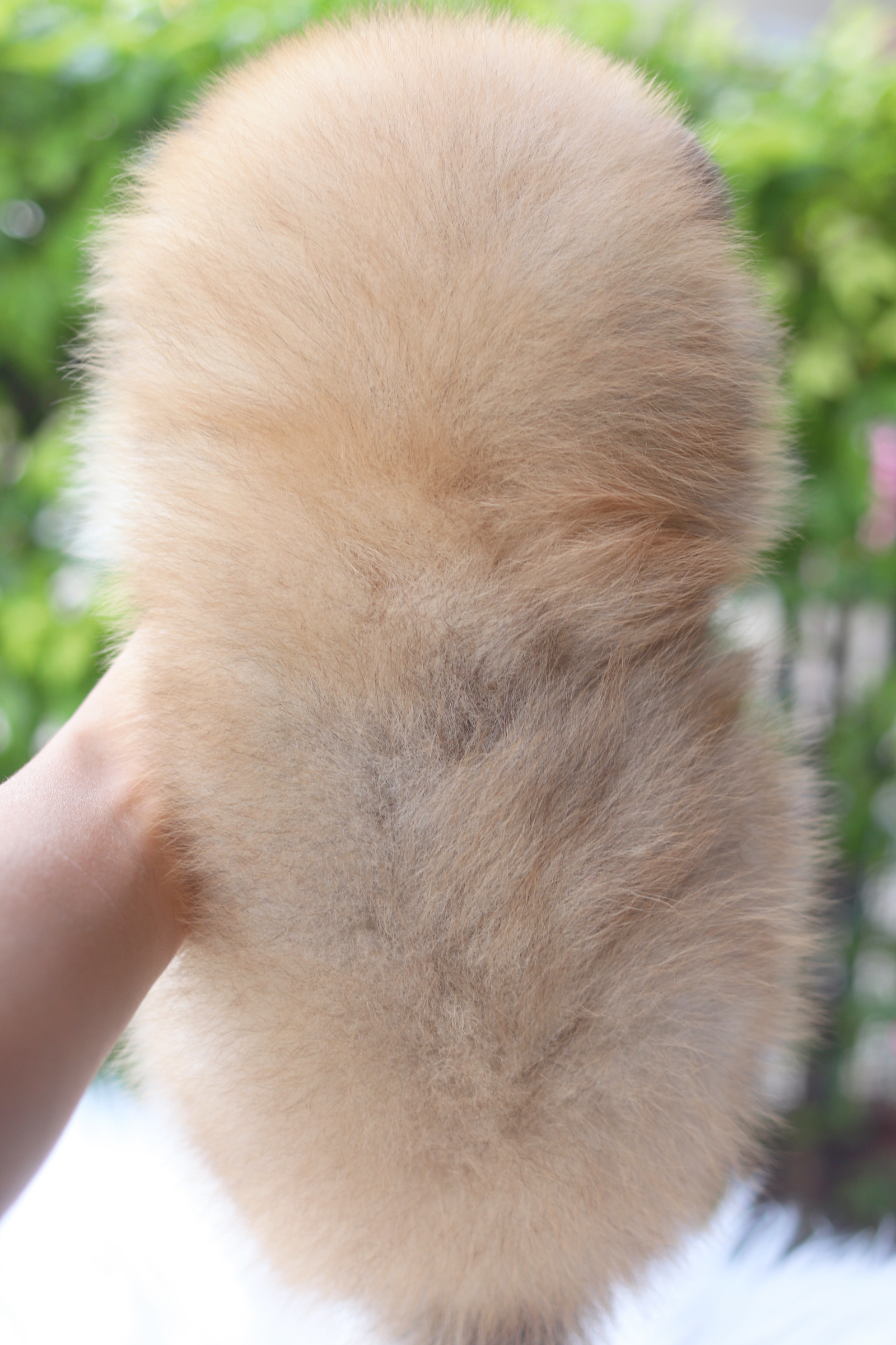 ปอมเมอเรเนียน เพศผู้สีส้ม