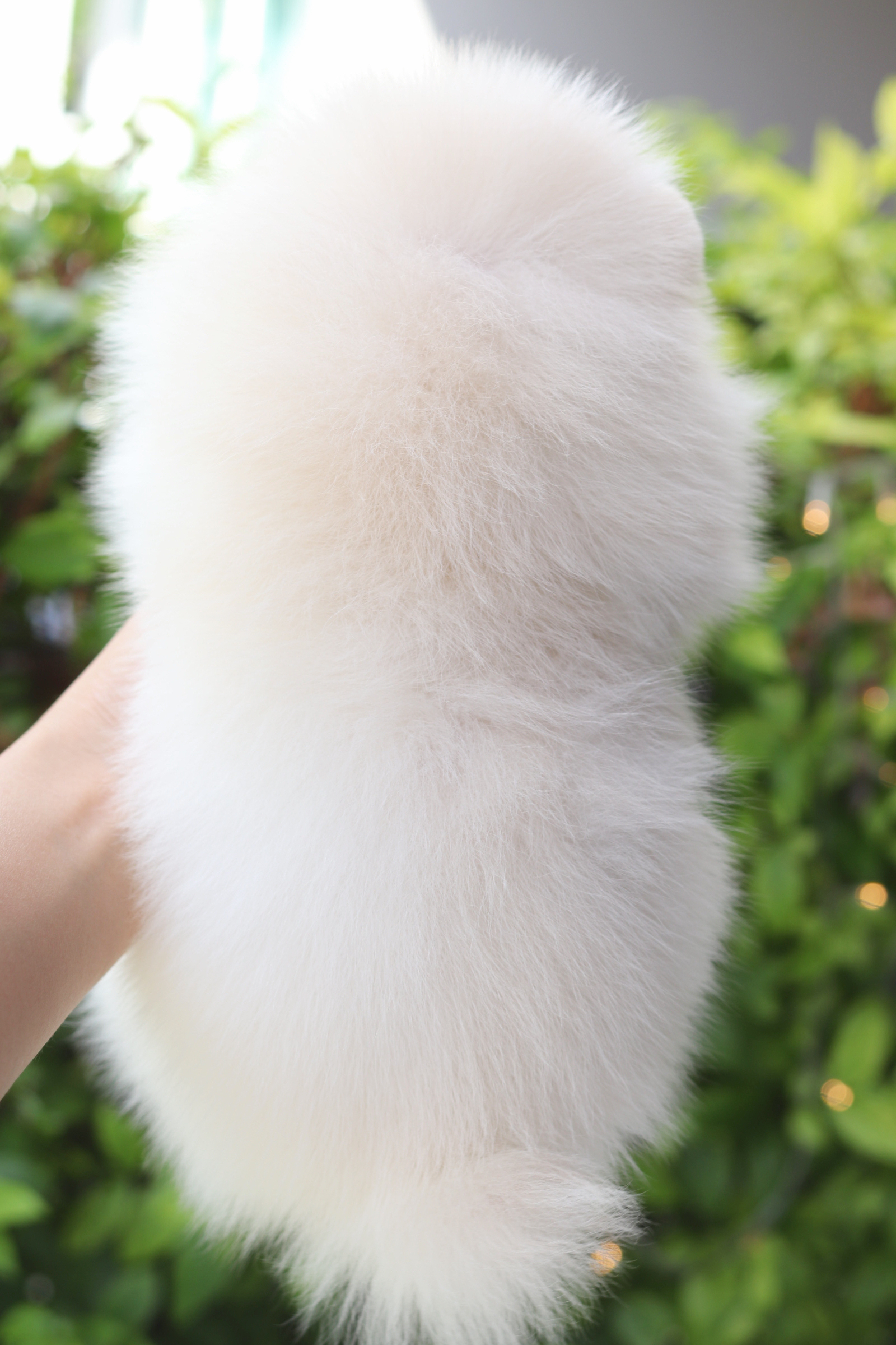 ปอมเมอเรเนียน เพศเมียสีขาวครีม