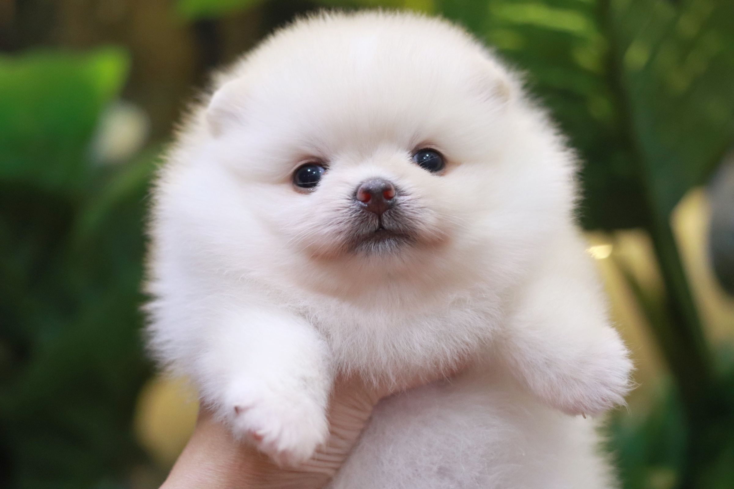 ปอมเมอเรเนียน เพศเมียสีขาวครีม