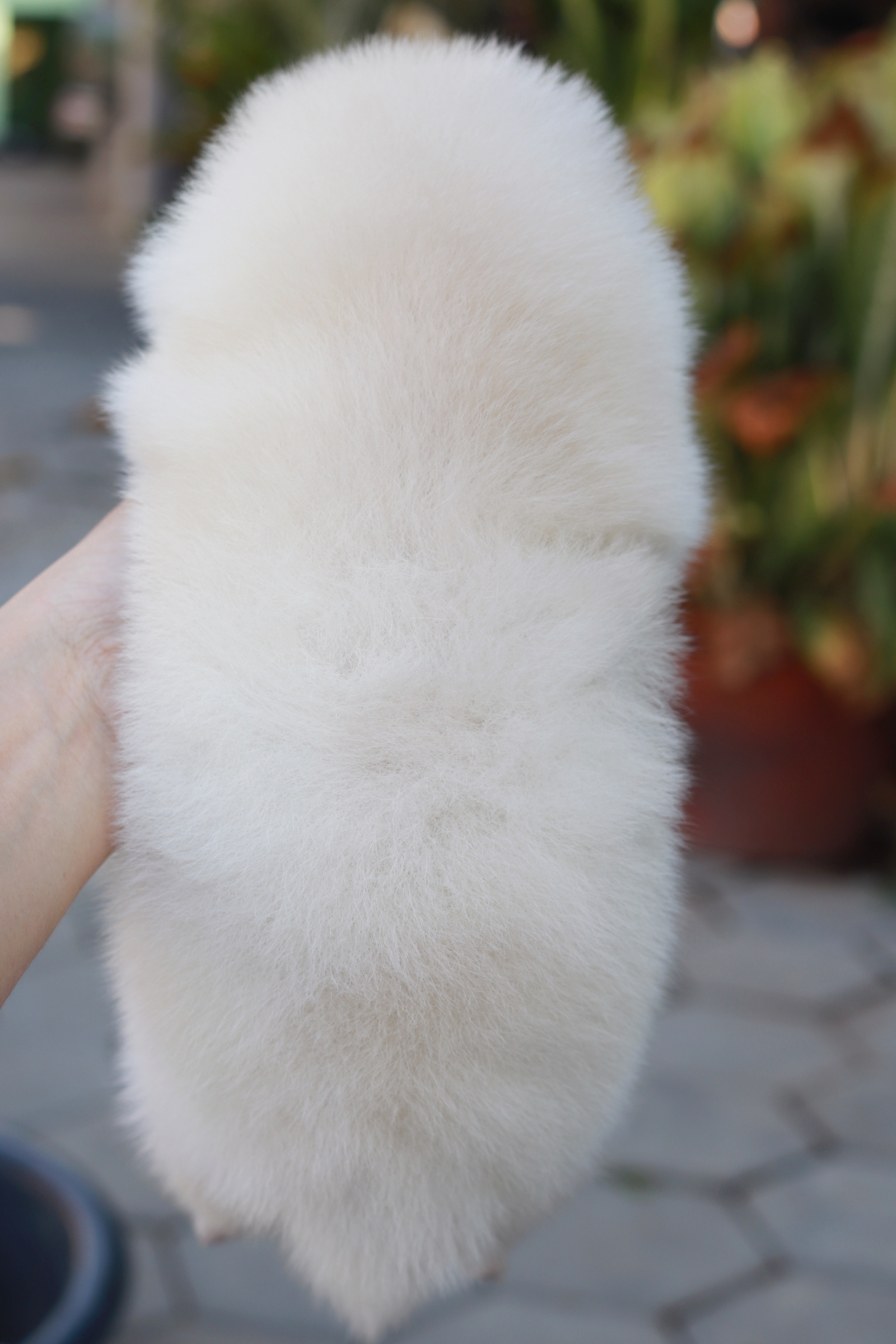 ปอมเมอเรเนียน เพศเมีย