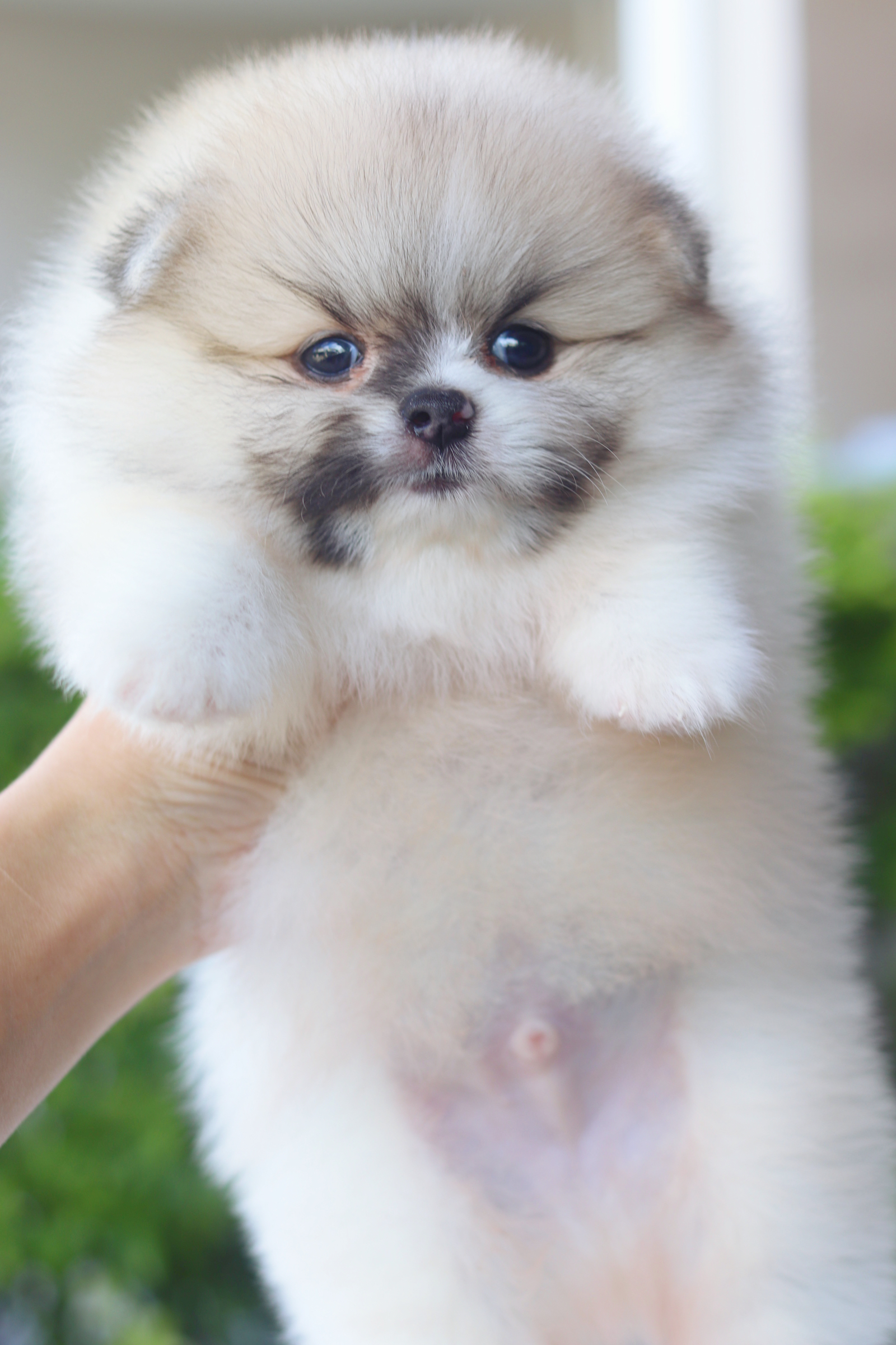 ปอมเมอเรเนียน เพศผู้สีแฟนซี