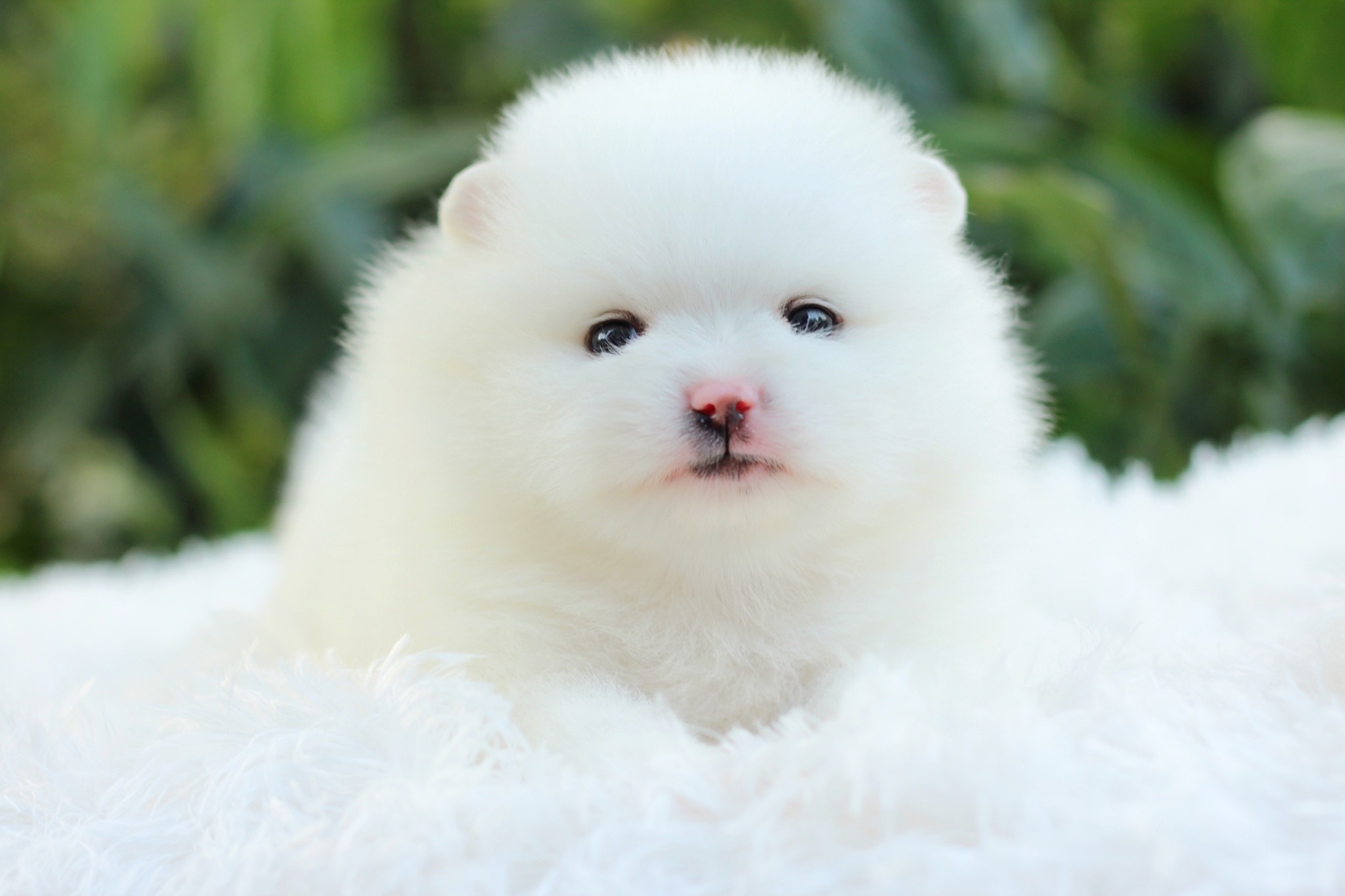 ปอมเมอเรเนียน เพศเมีย สีขาว หน้าตุ๊กตา