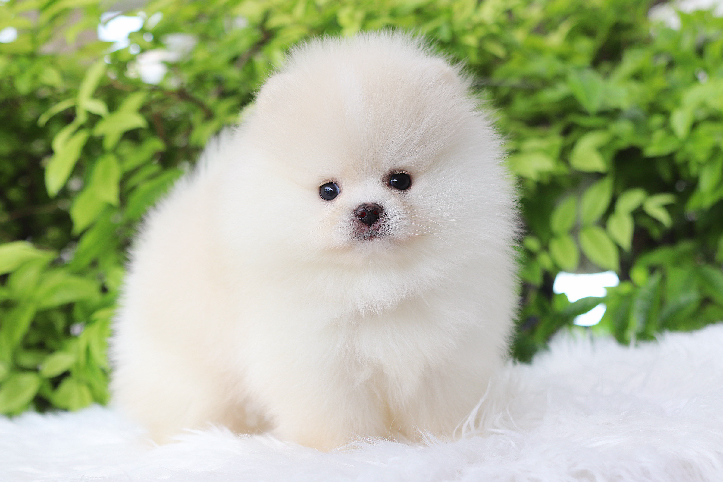 ปอมเมอเรเนียน เพศผู้สีขาวครีม เกรดโชว์