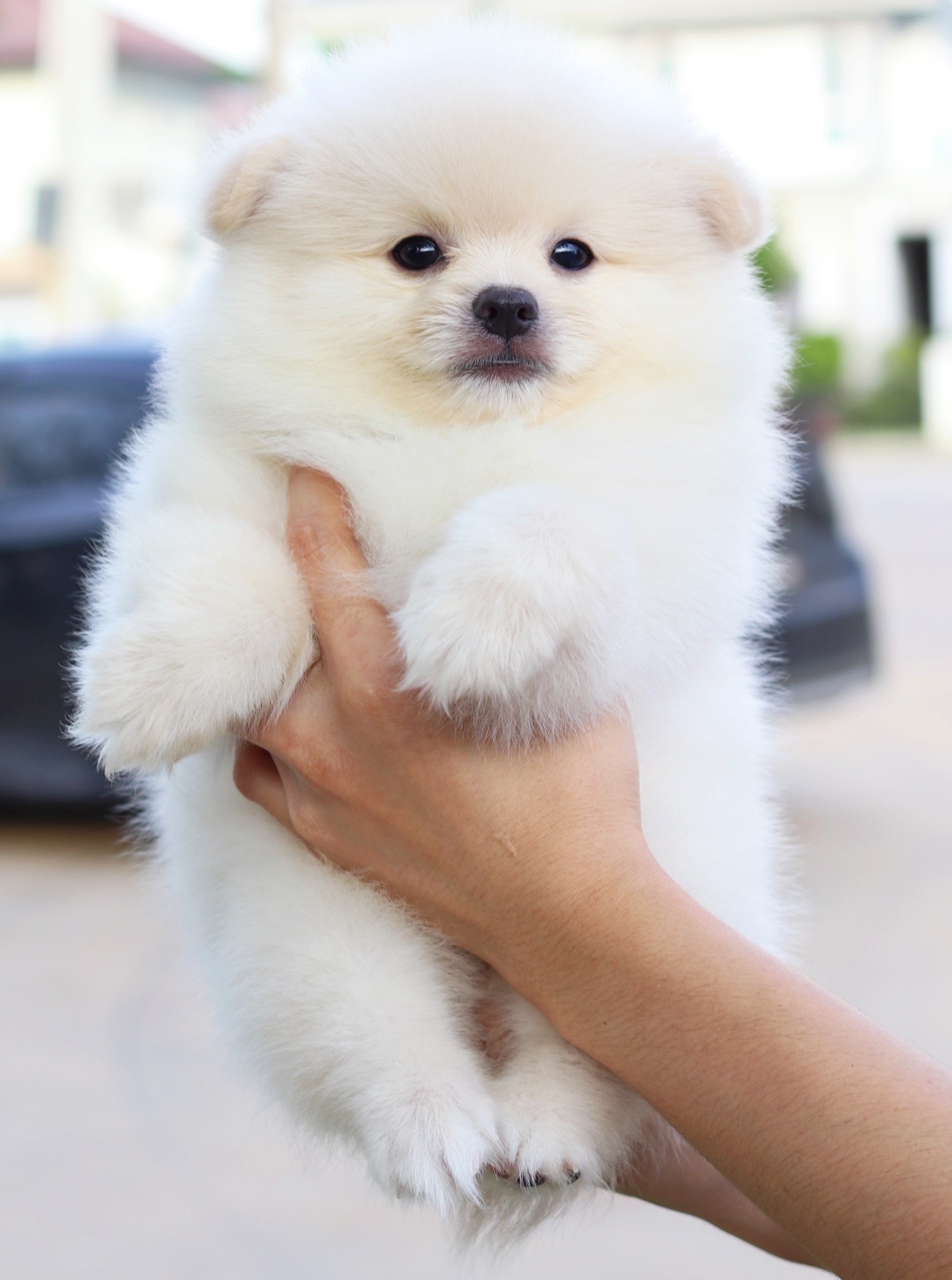 ปอมเมอเรเนียน เพศผู้ สีขาวครีม