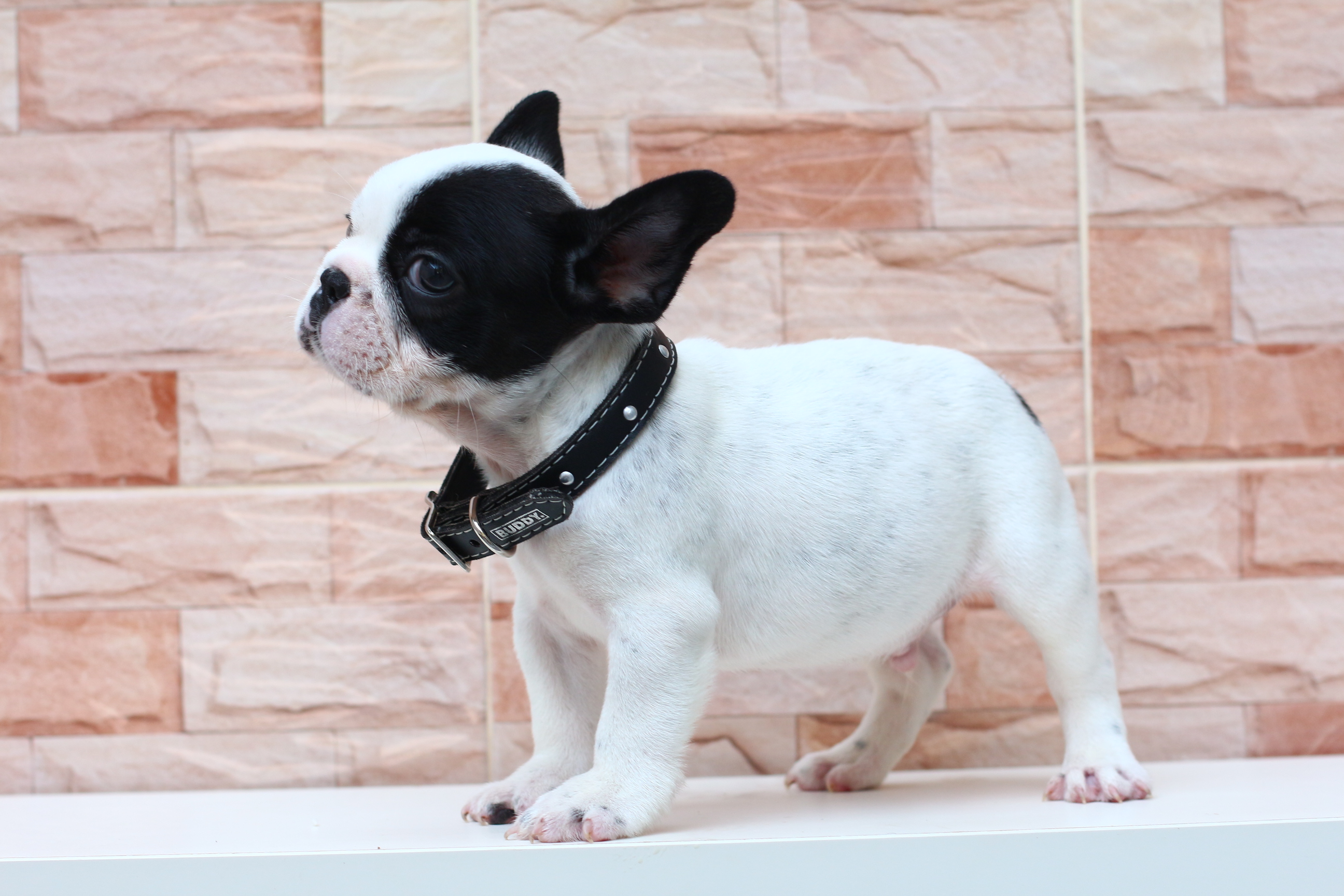 เฟรนช์บูลด็อก หน้าตาเท่ห์ๆ มาร์คกิ้งหน้ากาก