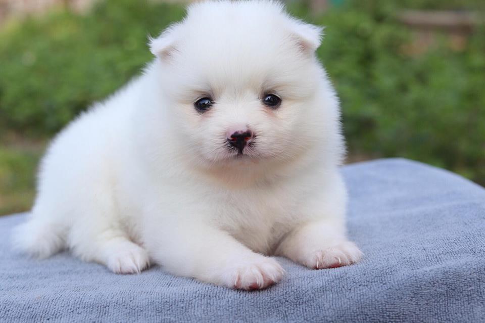 ปอมเมอเรเนียน เพศเมีย