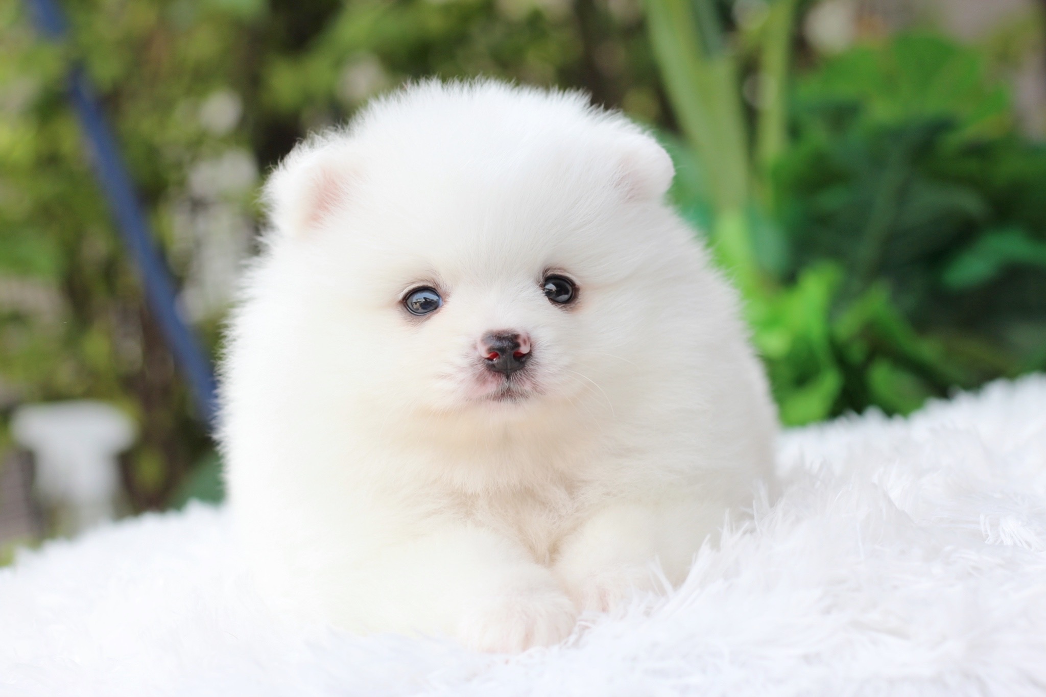 ปอมเมอเรเนียน เพศผู้สีขาว