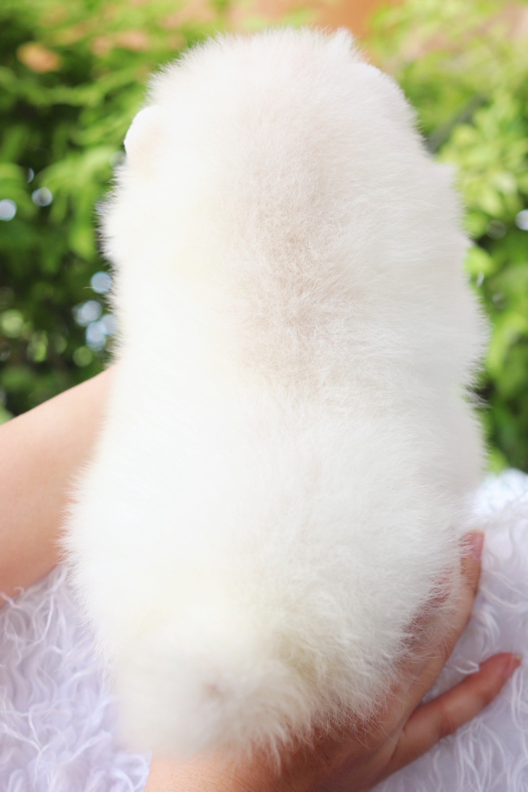 ปอมเมอเรเนียน เพศเมียสีขาวครีม เกรดโชว์