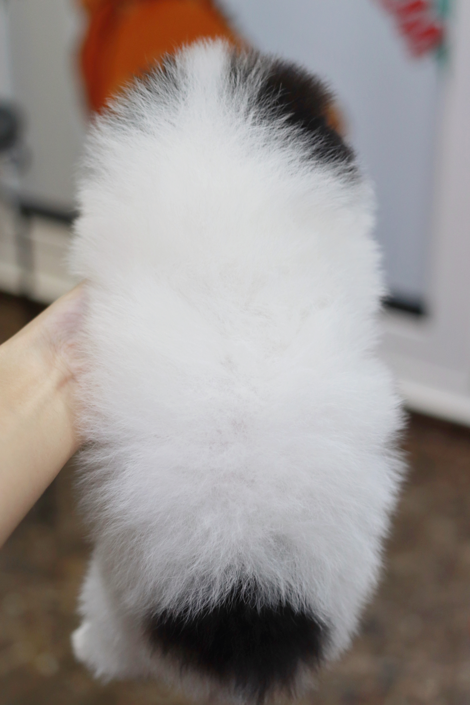 ปอมเมอเรเนียน เพศผู้