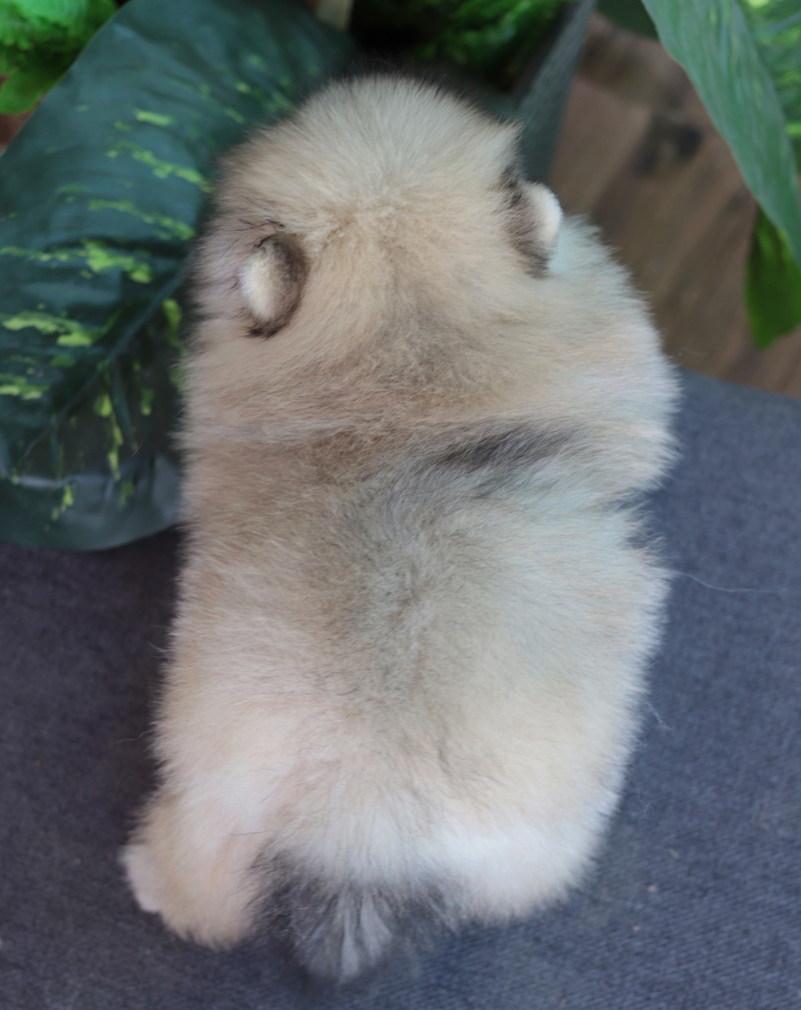 ปอมเมอเรเนียน เพศผู้ สีส้ม ขนแน่นหน้าตุ๊กตา