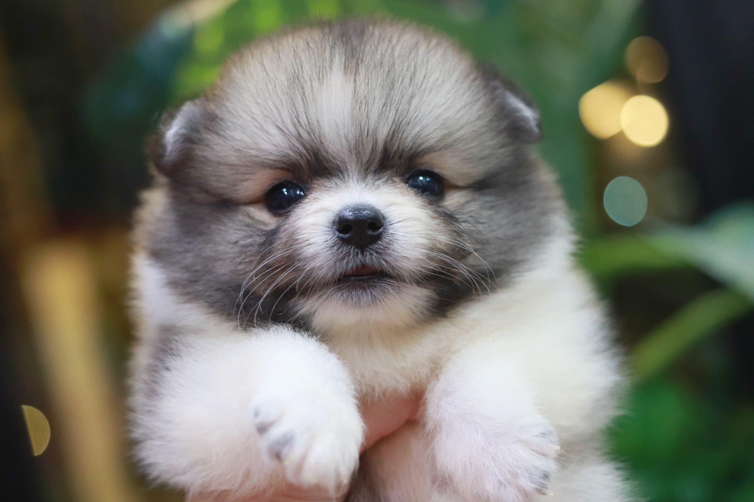 ปอมเมอเรเนียน เพศผู้ สีแฟนซี