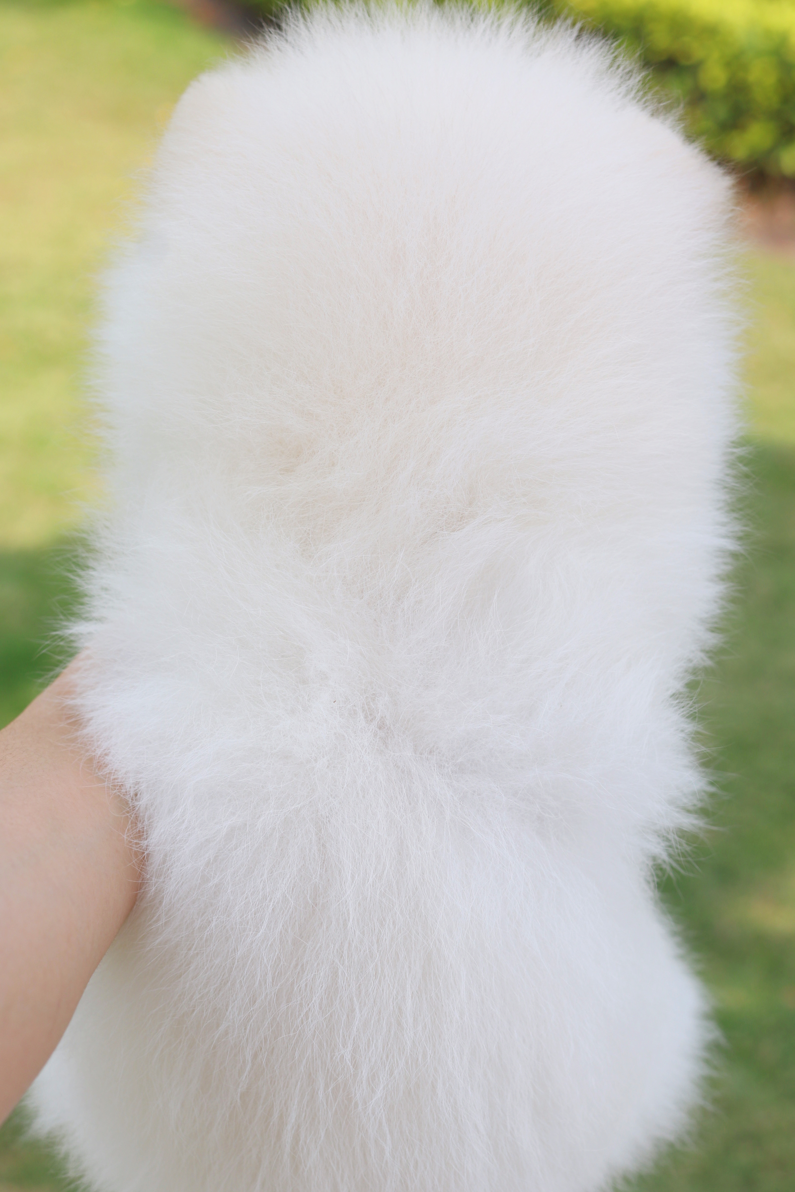 ปอมเมอเรเนียน เพศผู้สีขาวครีม