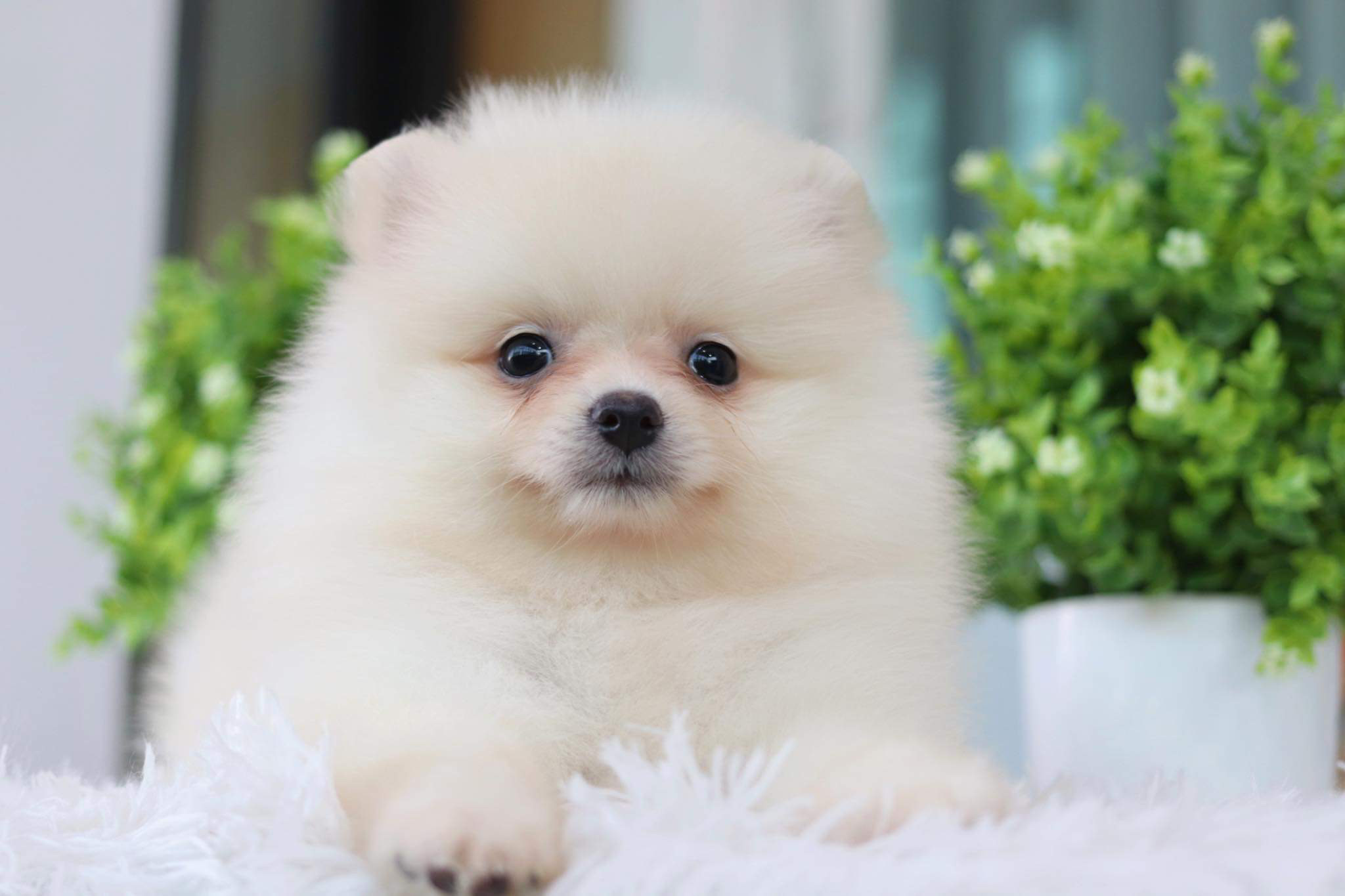 ปอมเมอเรเนียน เพศผู้