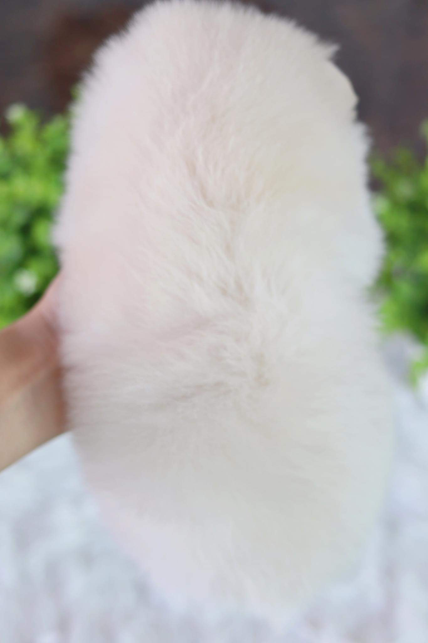 ปอมเมอเรเนียน เพศผู้